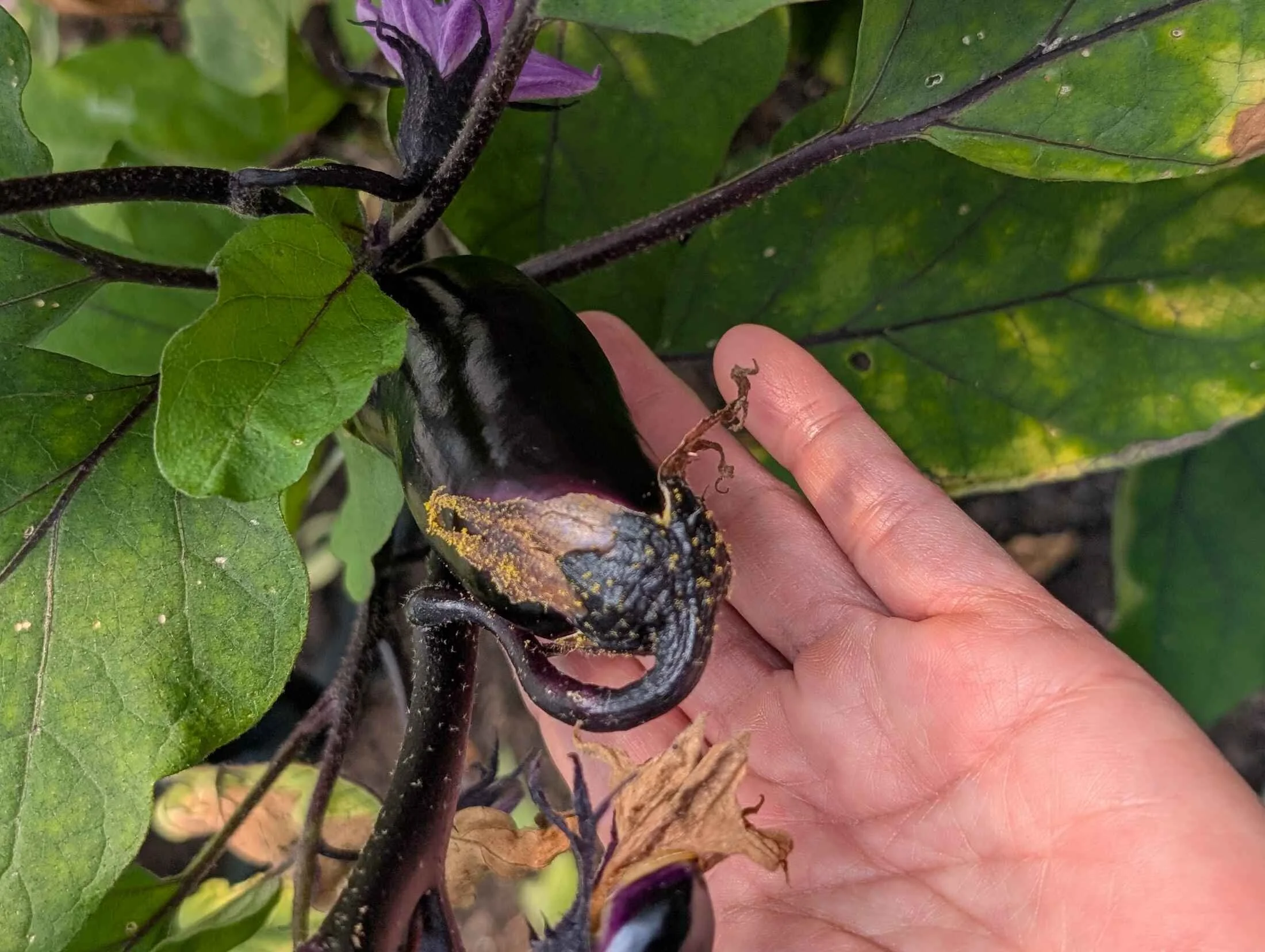 14-hand-with-eggplant-blossom.jpg