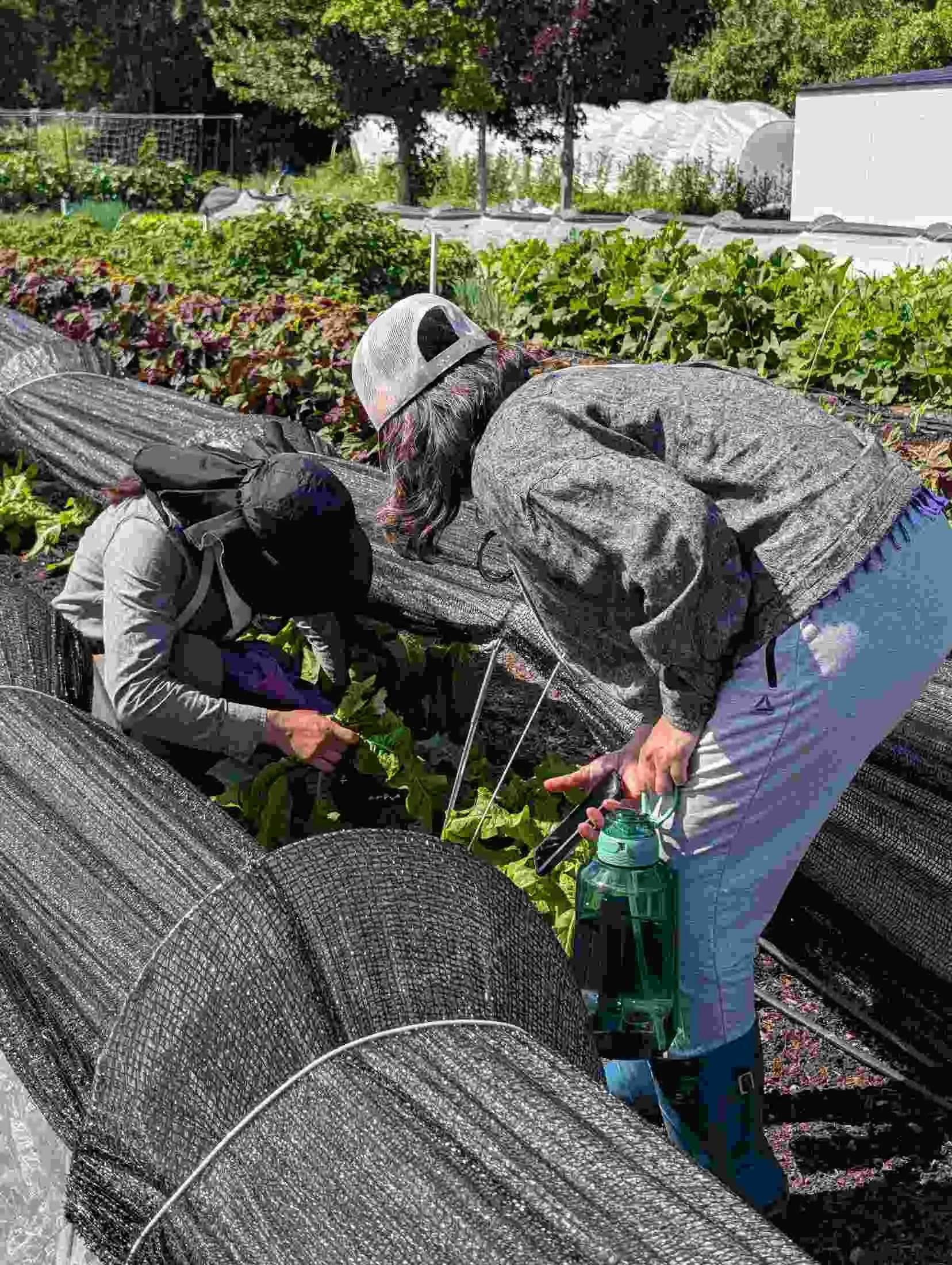11-group-harvesting-under-netting.jpg
