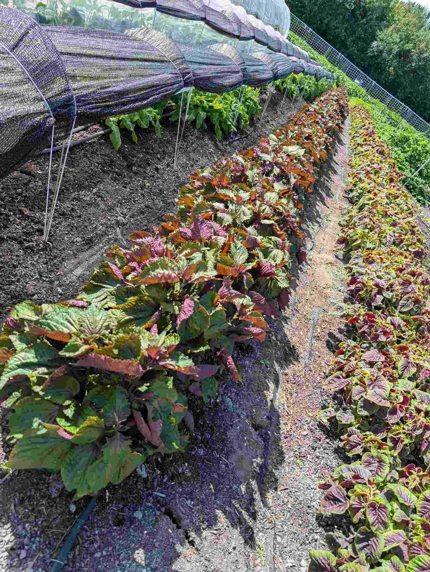 10-shiso-perilla-rows.jpg