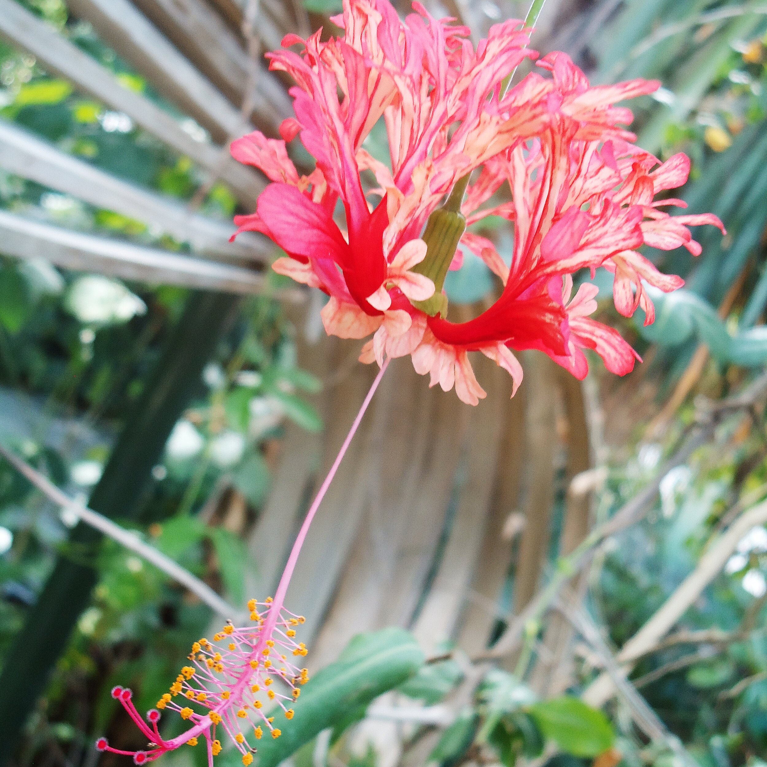 Les grandes serres - Jardin des plantes de Paris