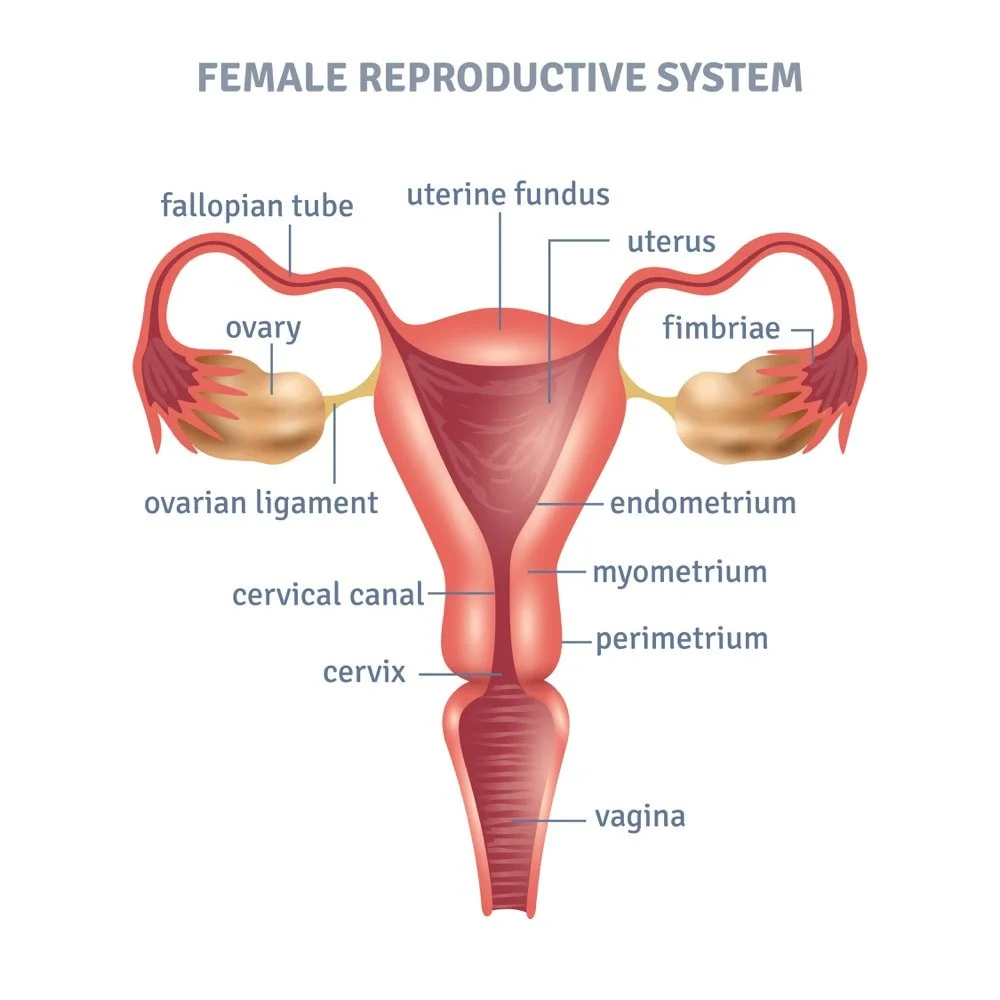 Diagram of the female reproductive system including uterus, ovaries, fallopian tubes, and cervix