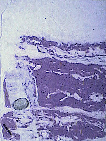 EGYPT SERIES | EGYPTIAN SUNRISE