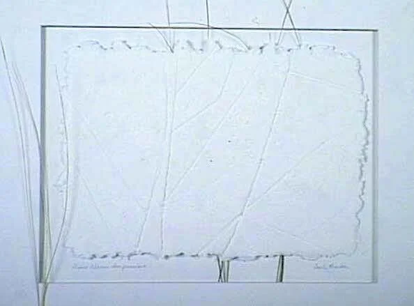 DUNEGRASS IMPRESSIONS