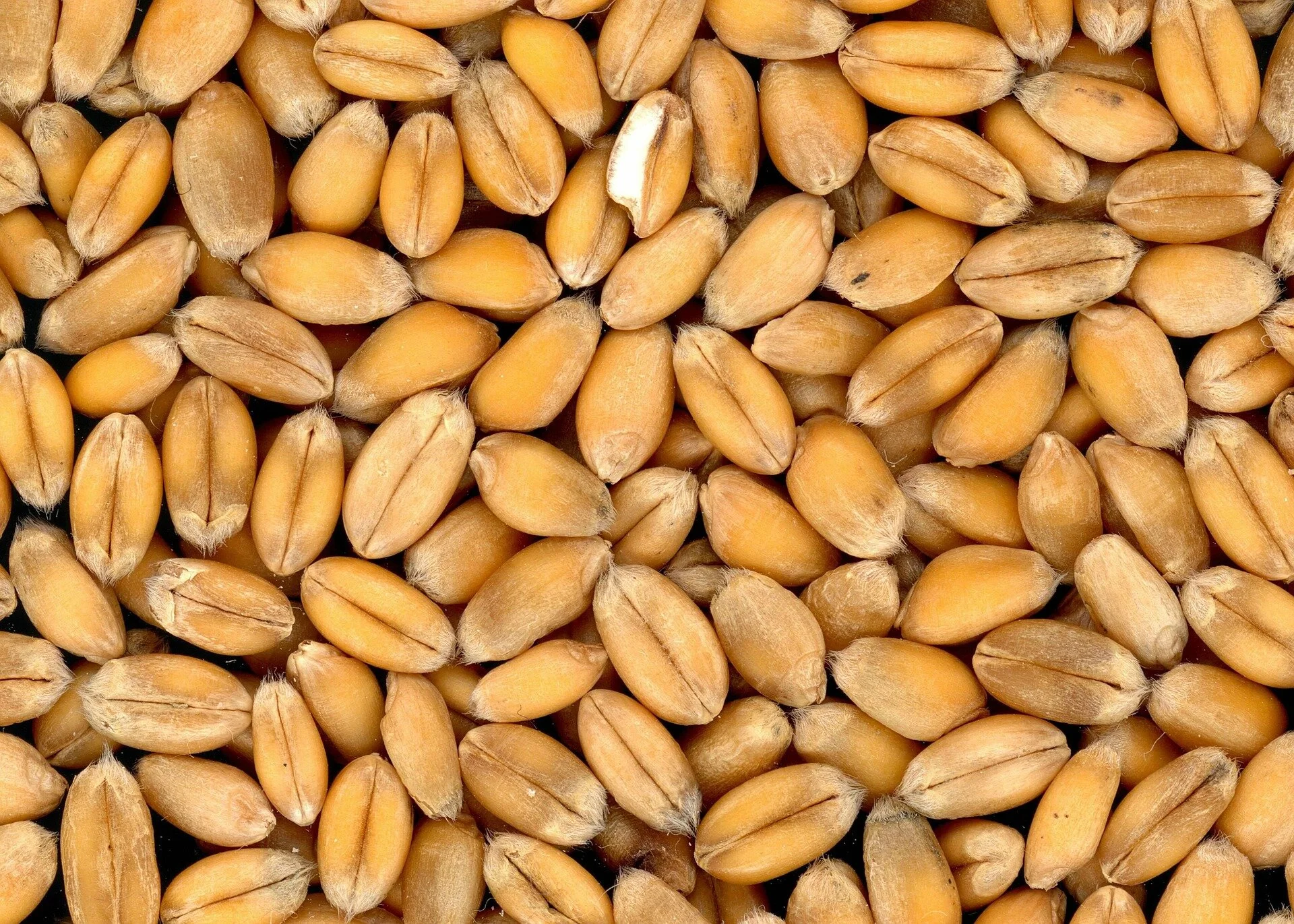 Cebada