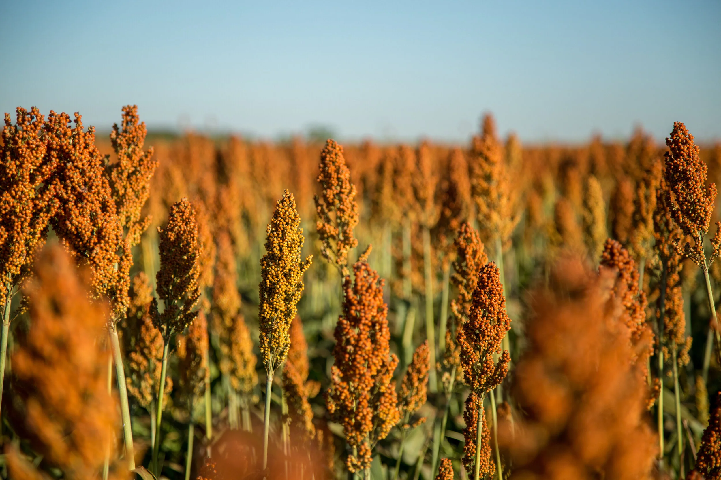 Sorgo