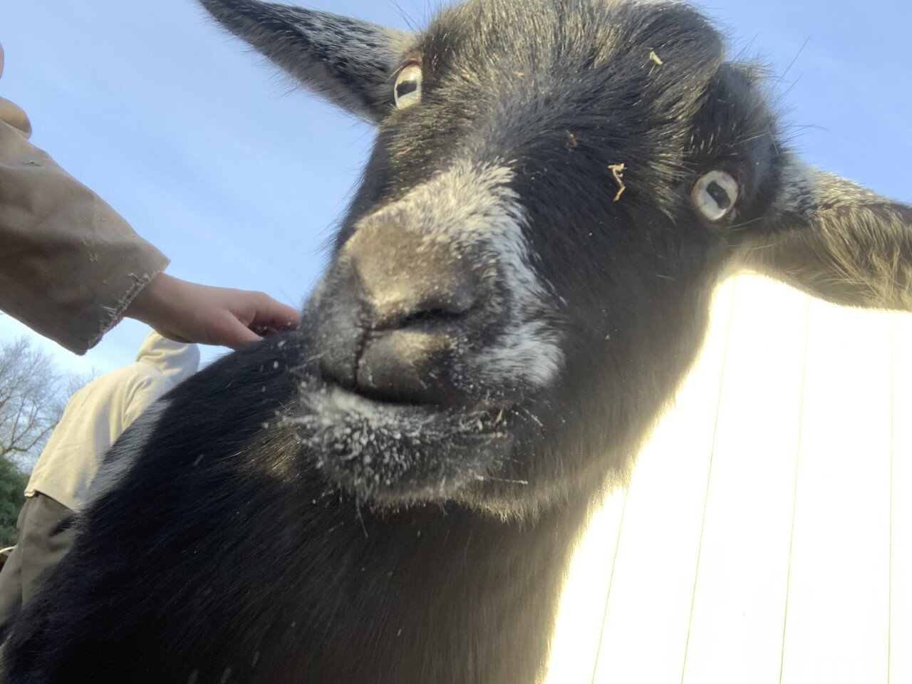 goat face.jpg