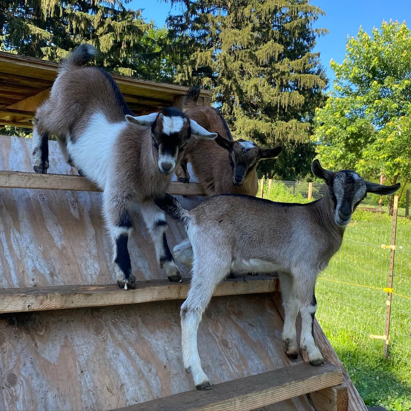 goat kids.jpg