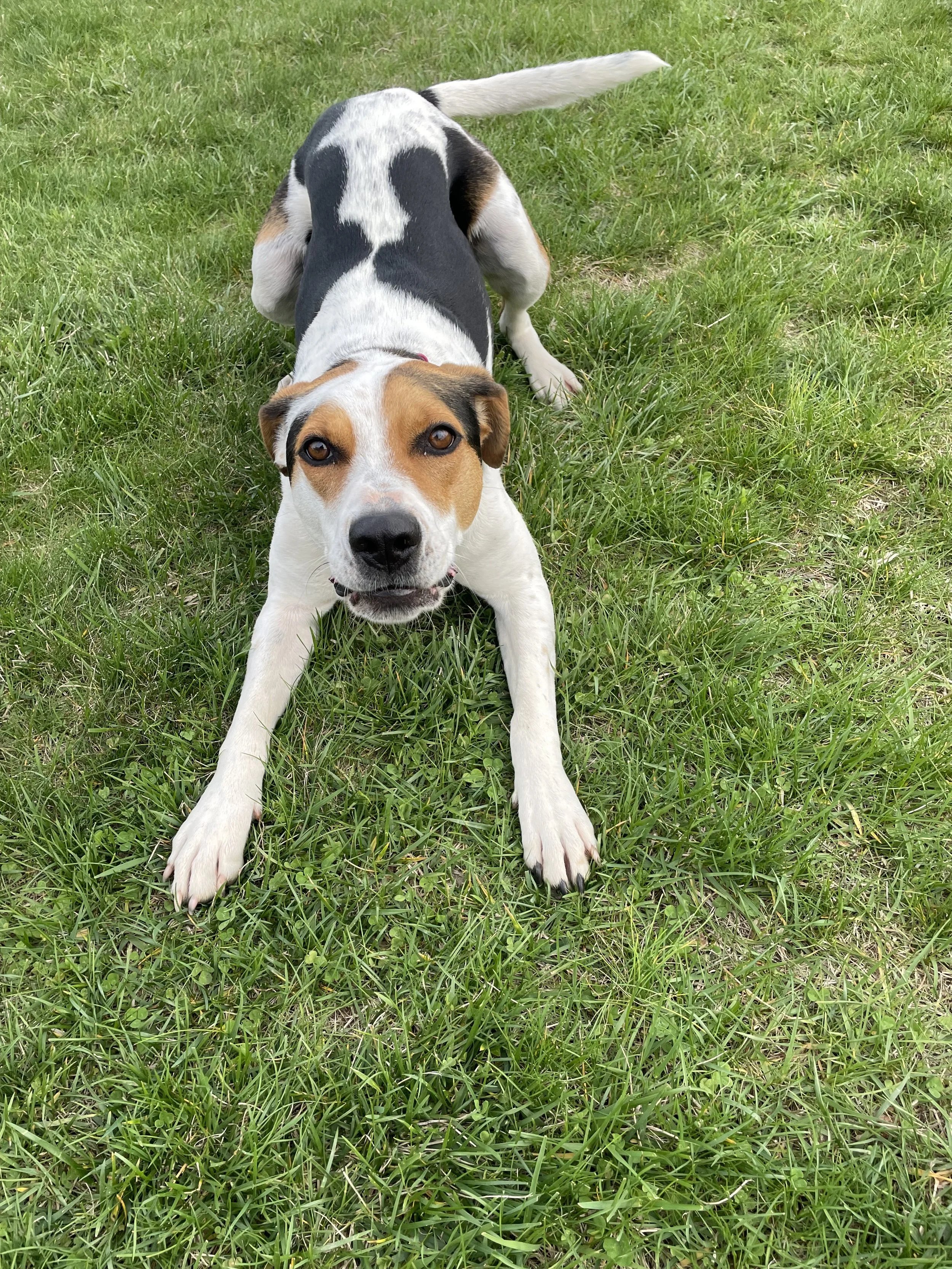 A playful dog with a white, brown, and black coat laying on green grass, looking directly at the camera.