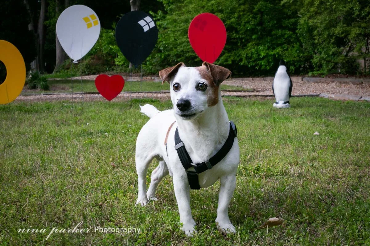 Sammy - Terrier