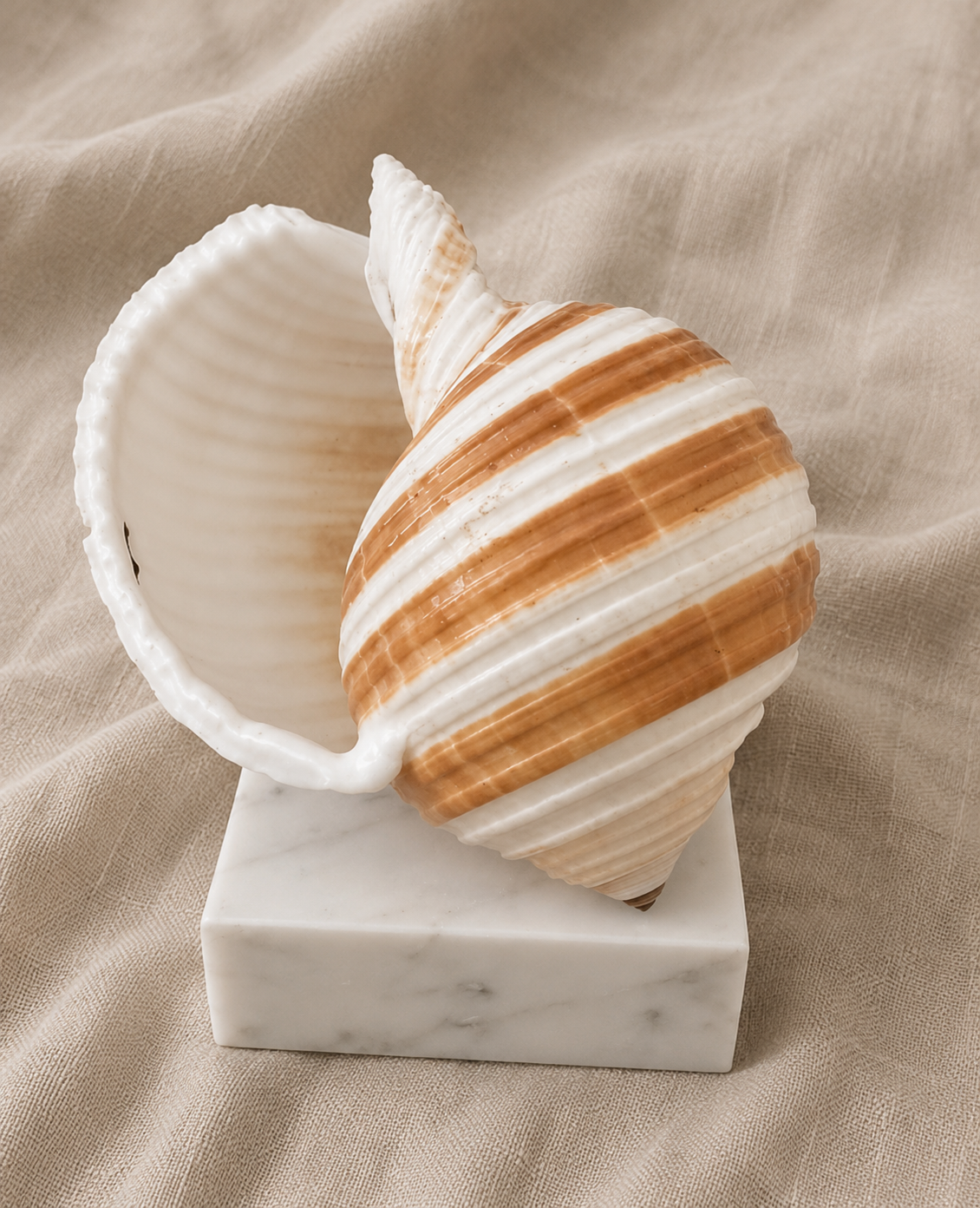 Decorative Shell on Stone Plinth