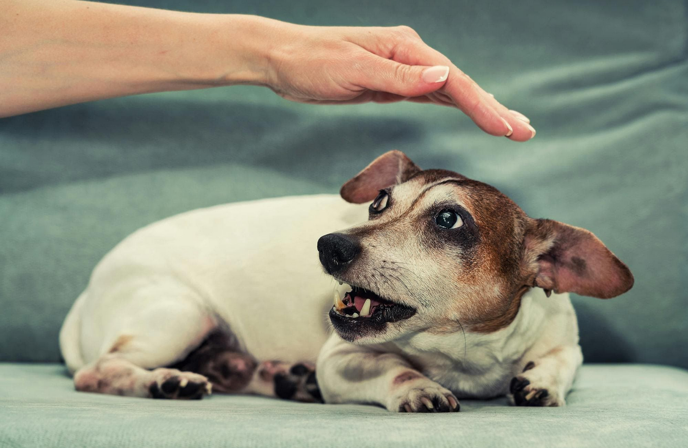 Aggression in Dogs: They Don’t Like it Either
