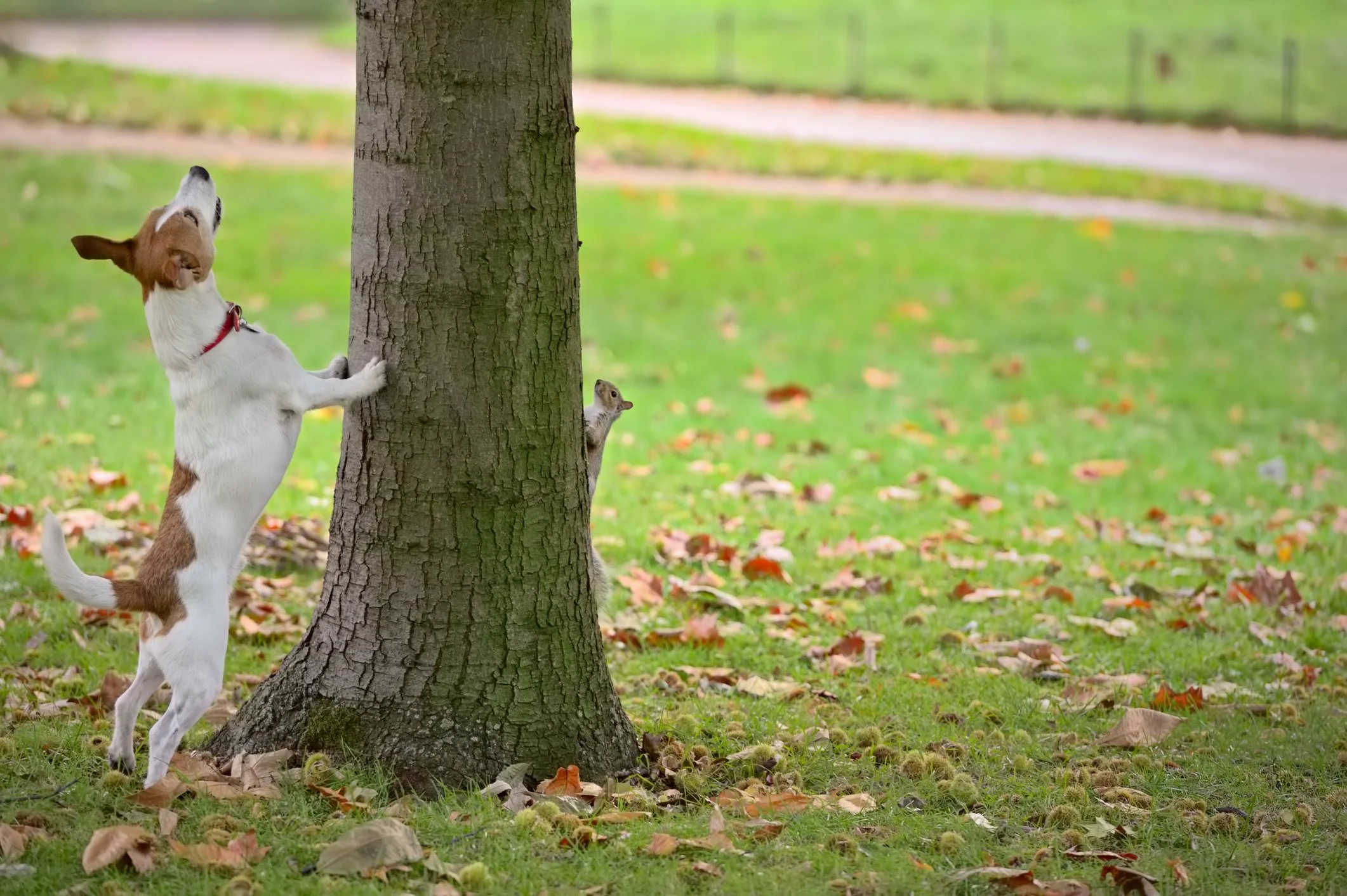 My Dog Knows What I Want But Won't Listen: Is He Being Stubborn?
