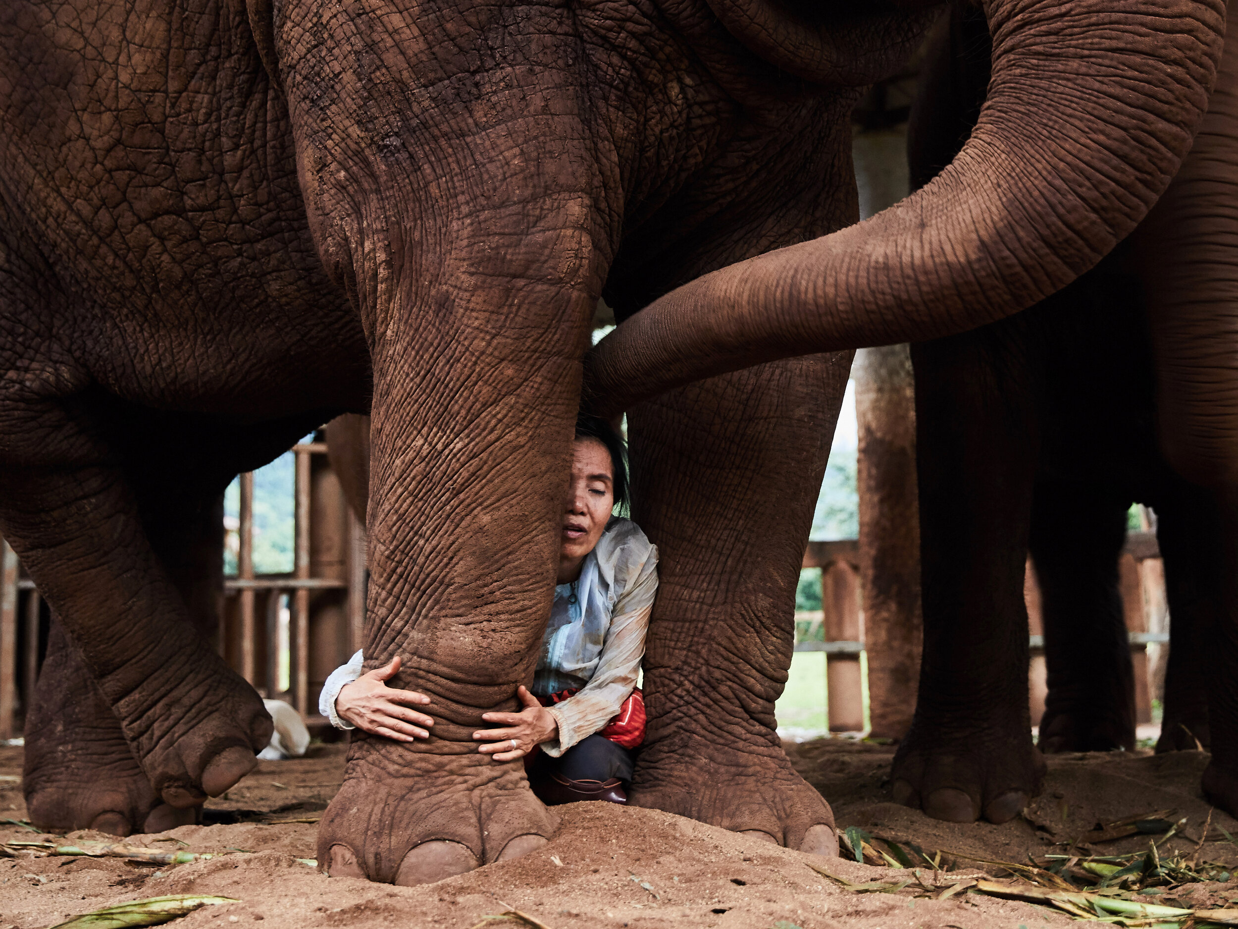 Lek Chailert, Save Elephant Foundation