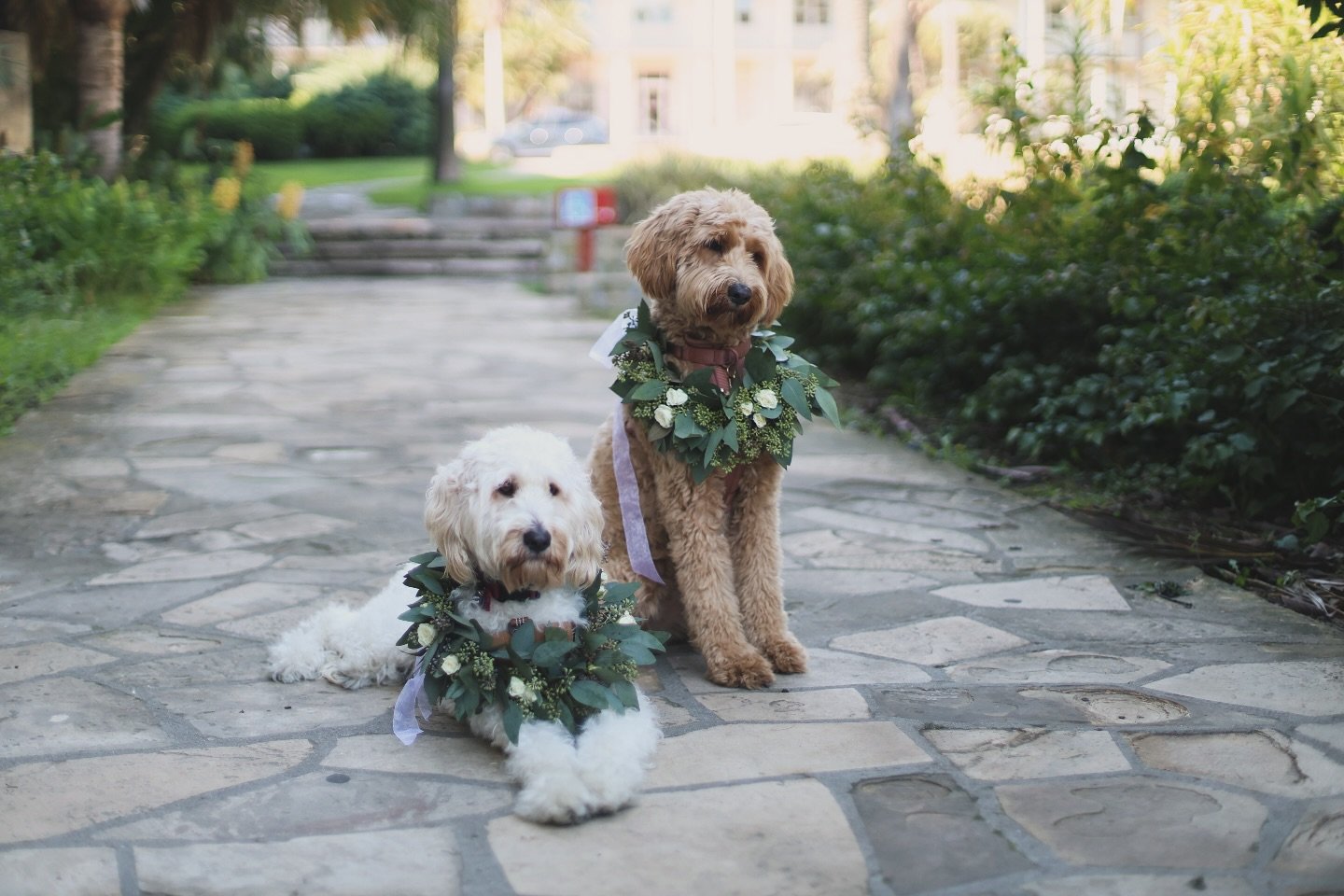 The best Bridesmaids 😍
#weddings #orangecountyweddings #losangeleswedding #weddingflowers #californiaweddingflorist #losangelesflorist #socalwedding #socalflorist #scvflorist #bride #groom #bridesbouquet #sunsetwedding #babyshowerflorals #events #