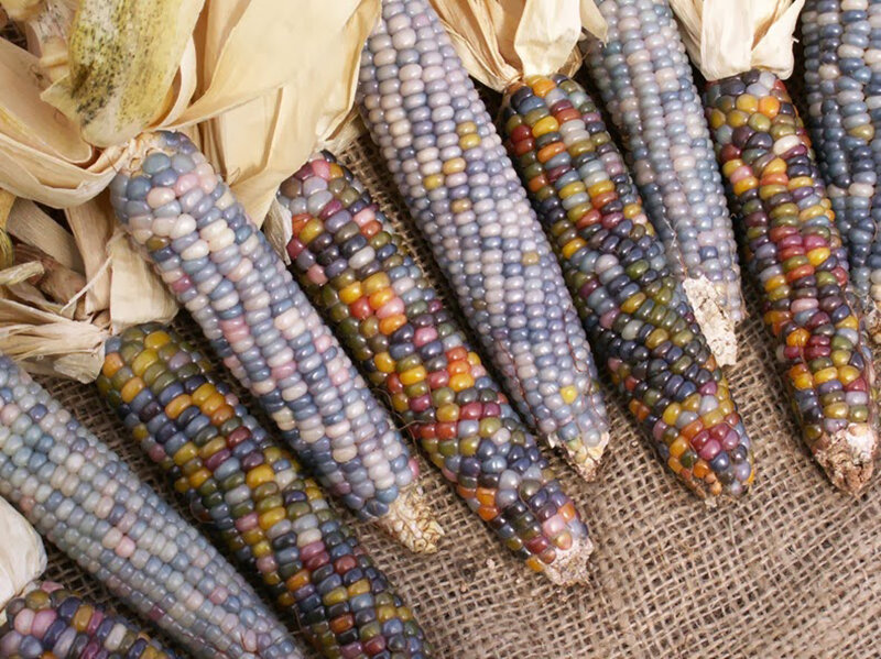 Sacred_Ecology_Glass_Gem_Corn_03.jpg