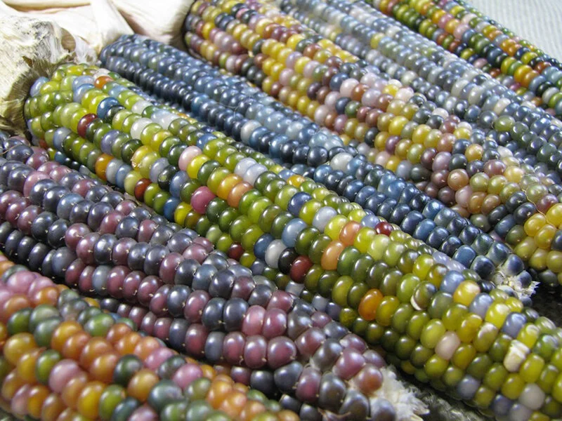 Sacred_Ecology_Glass_Gem_Corn_05.jpg