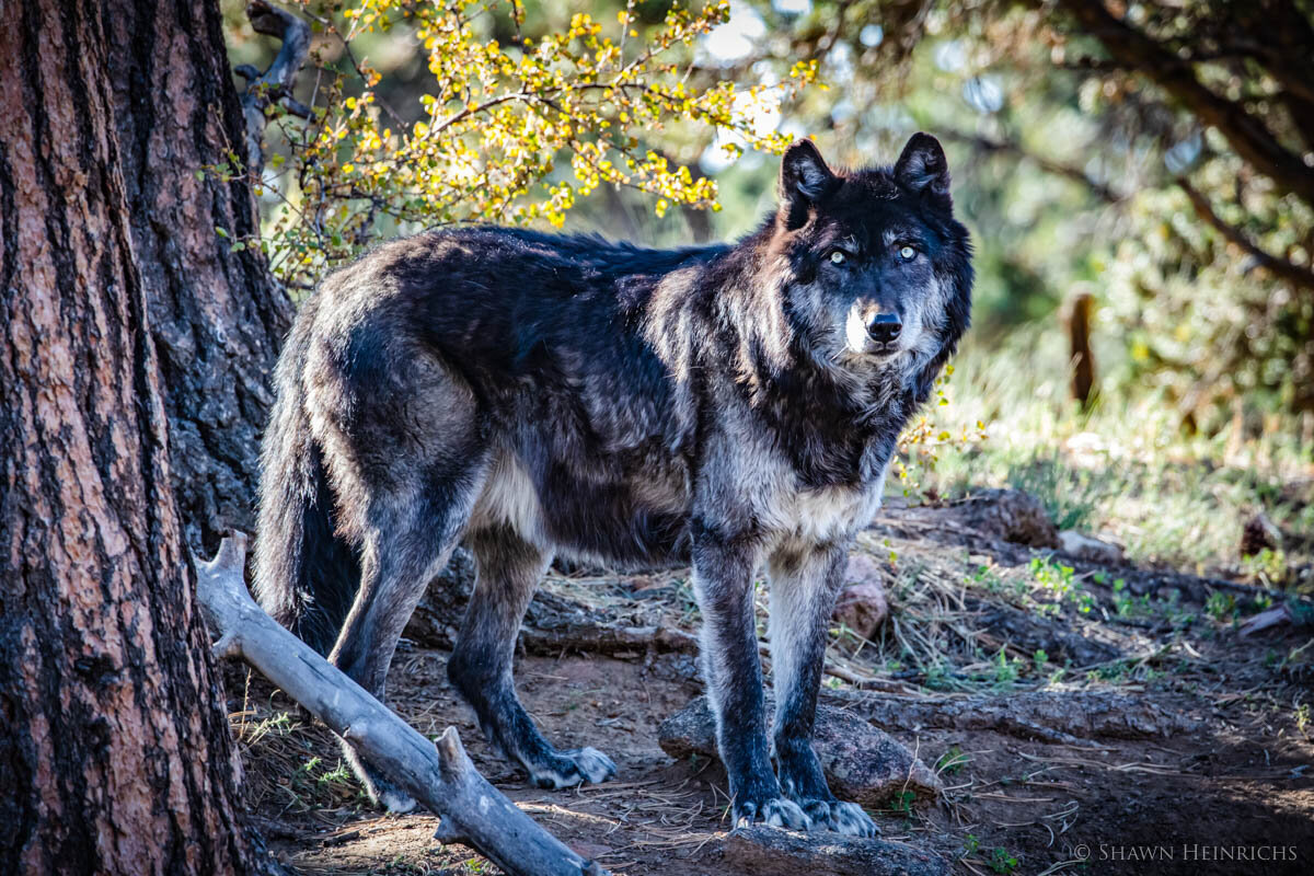  How Wolves Change Rivers