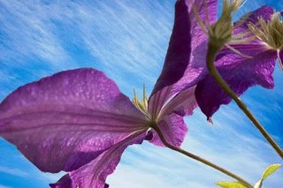 Catch me  If You Can.jpeg