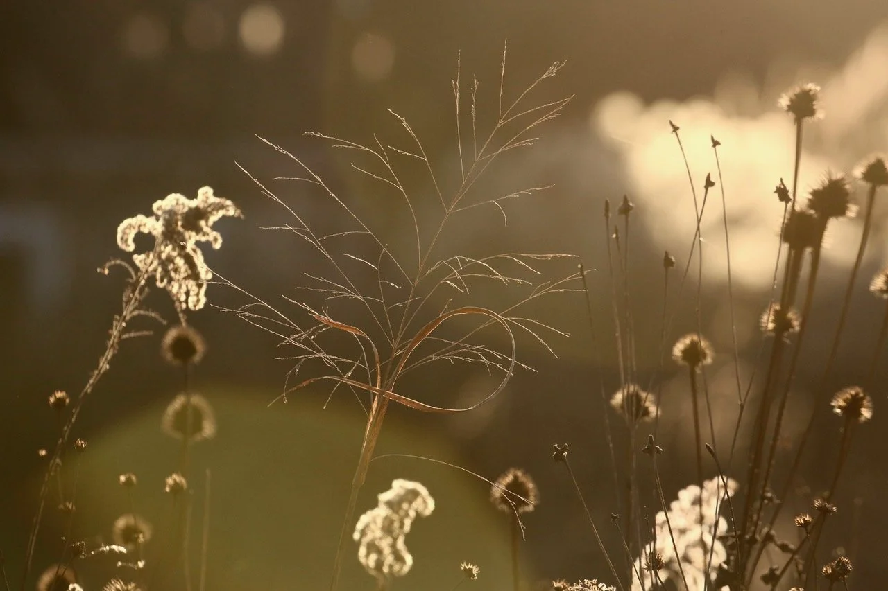 Pond Grass Lace Collage.jpeg