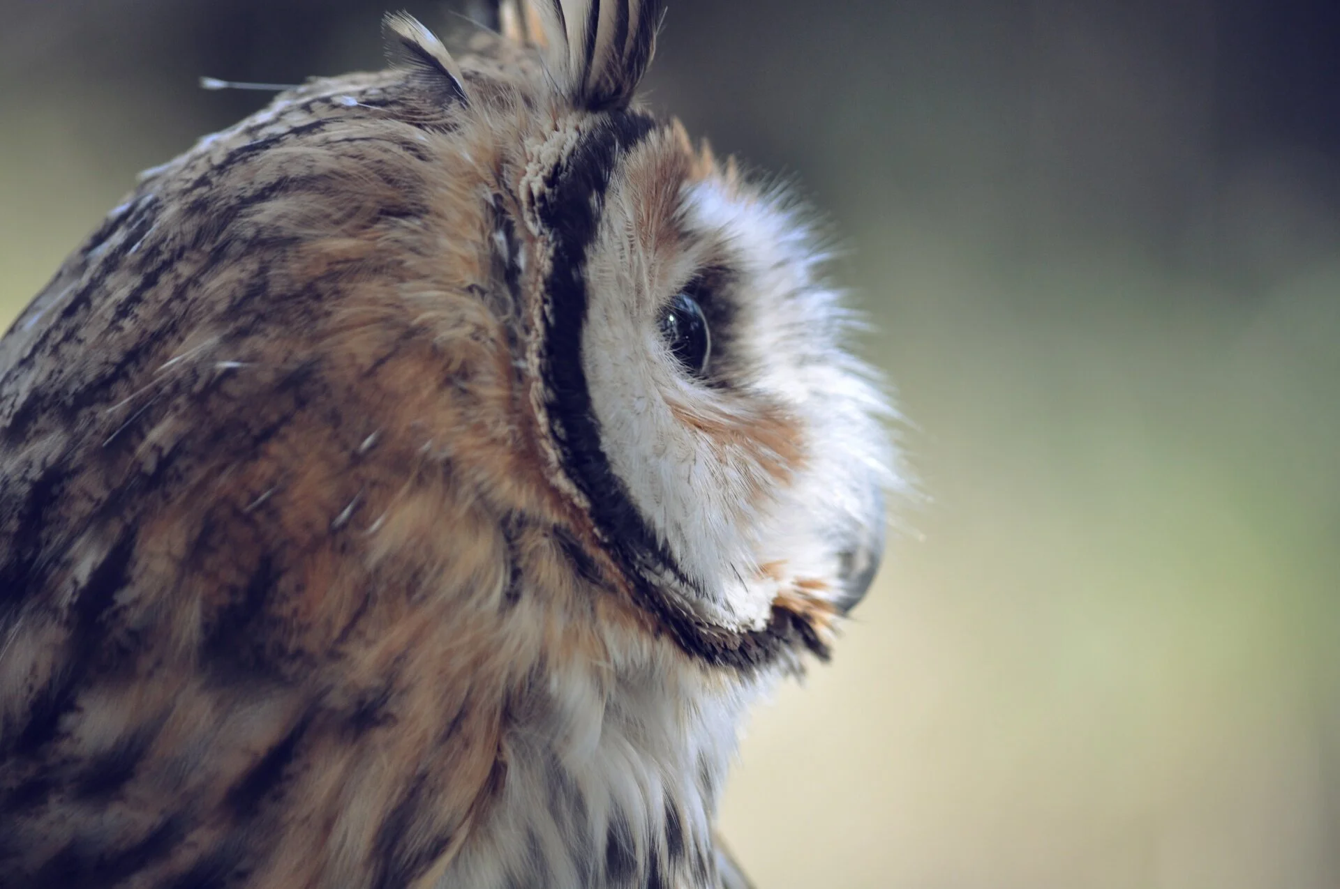 owl-side-view.jpg