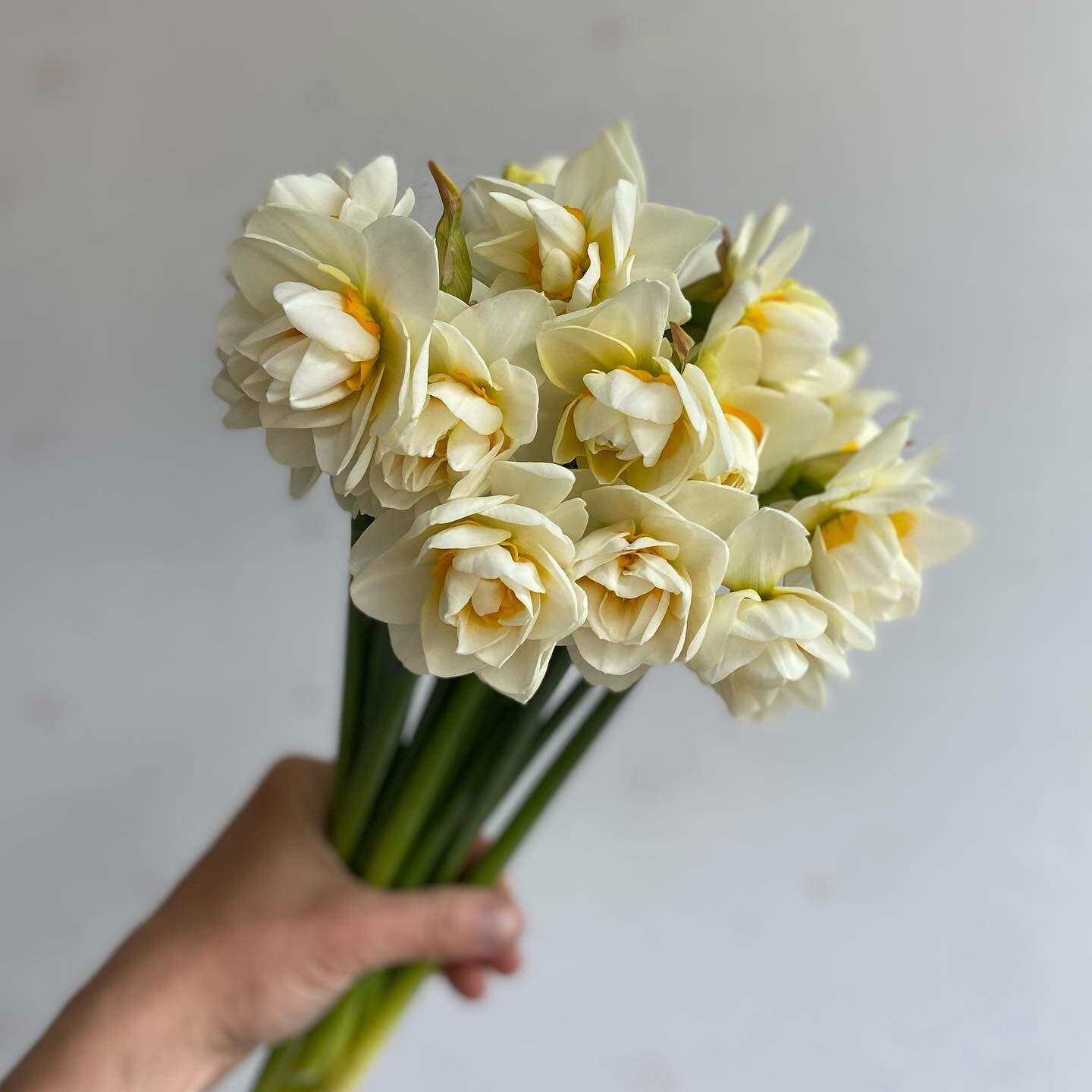 Narcissus is the genus name of which daffodils are included and there are over 50 varieties. They range in size, colour and shape. With peaches, white, yellow and oranges. Single petaled, doubled and more ruffles than you thought possible. They&rsquo