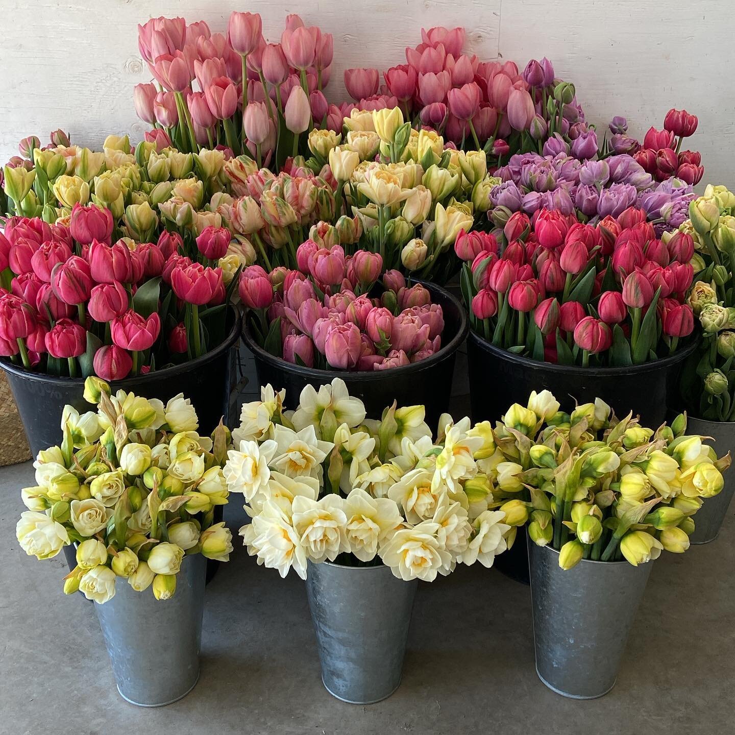 Mothers Day weekend beauty ✨

This pile of gorgeous makes me totally giddy. I can&rsquo;t believe I grew every single stem and now get to pass on the beauty to all of you!

Preorders are now closed BUT I&rsquo;ll be stocking the stand as usual all we