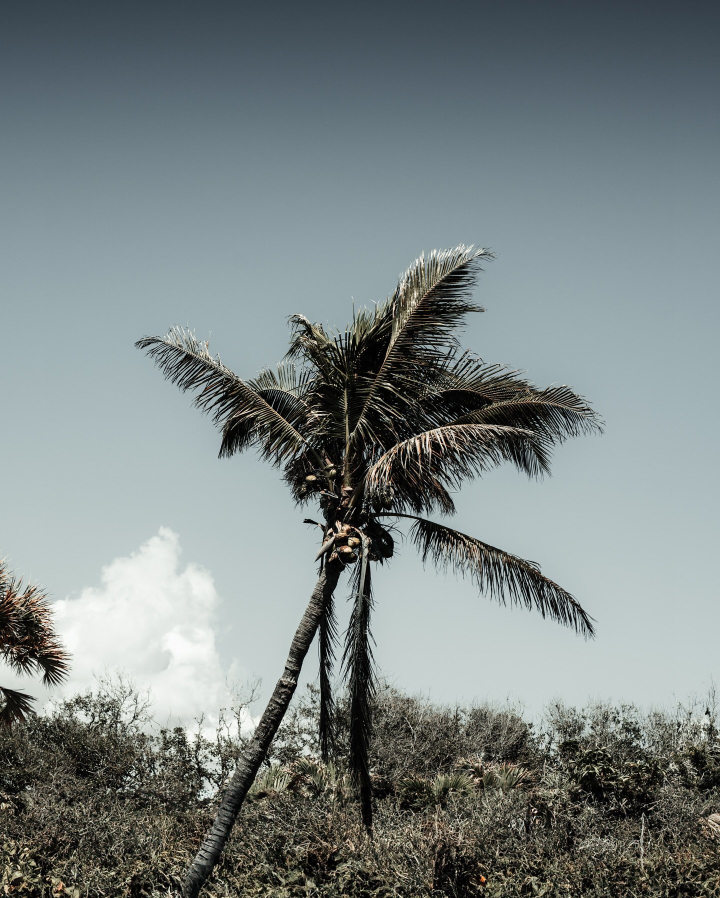 here for the vibes 🌴 

#sarasotaflorida 
#visitflorida 
#discoverflorida 
#florida
#beautifuldestinations 
#sonyimages
#sonyalpha
#travelandlifestyle