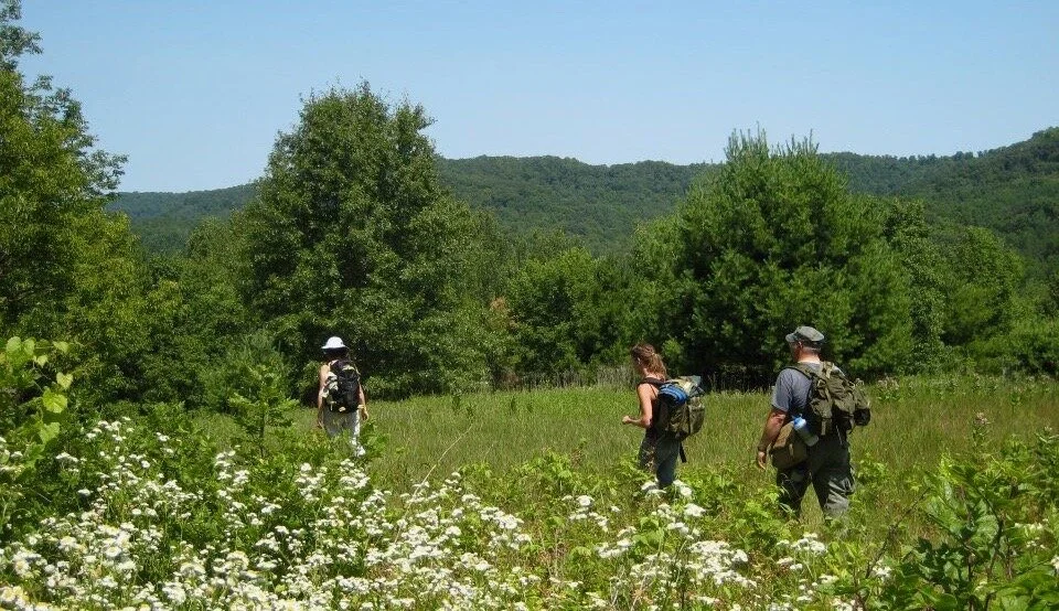 Botany and Sensory Skills for Herbalists and Foragers, with Linda Conroy