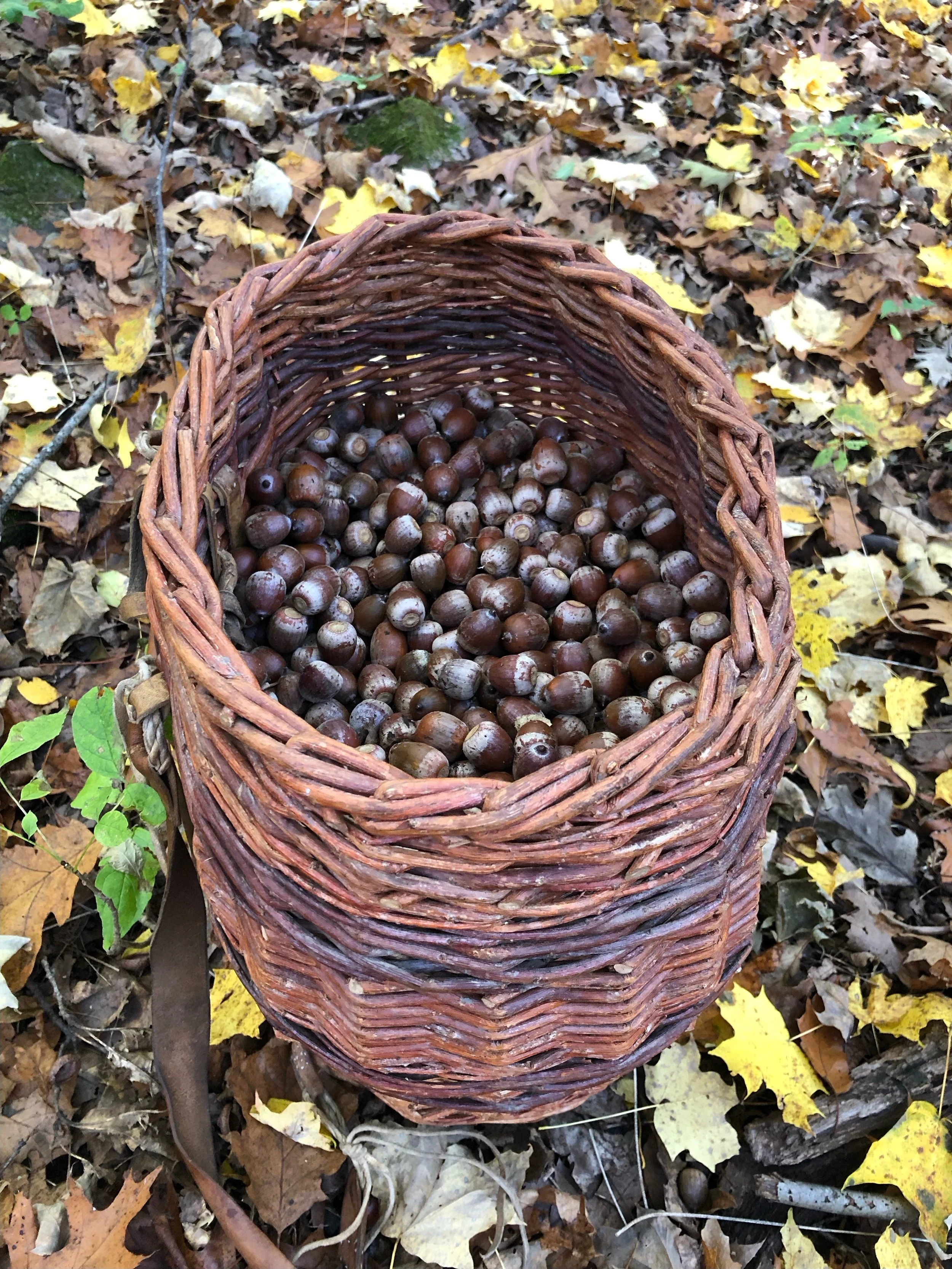 Processing Acorns for Food, with Nicholas WazeeGale