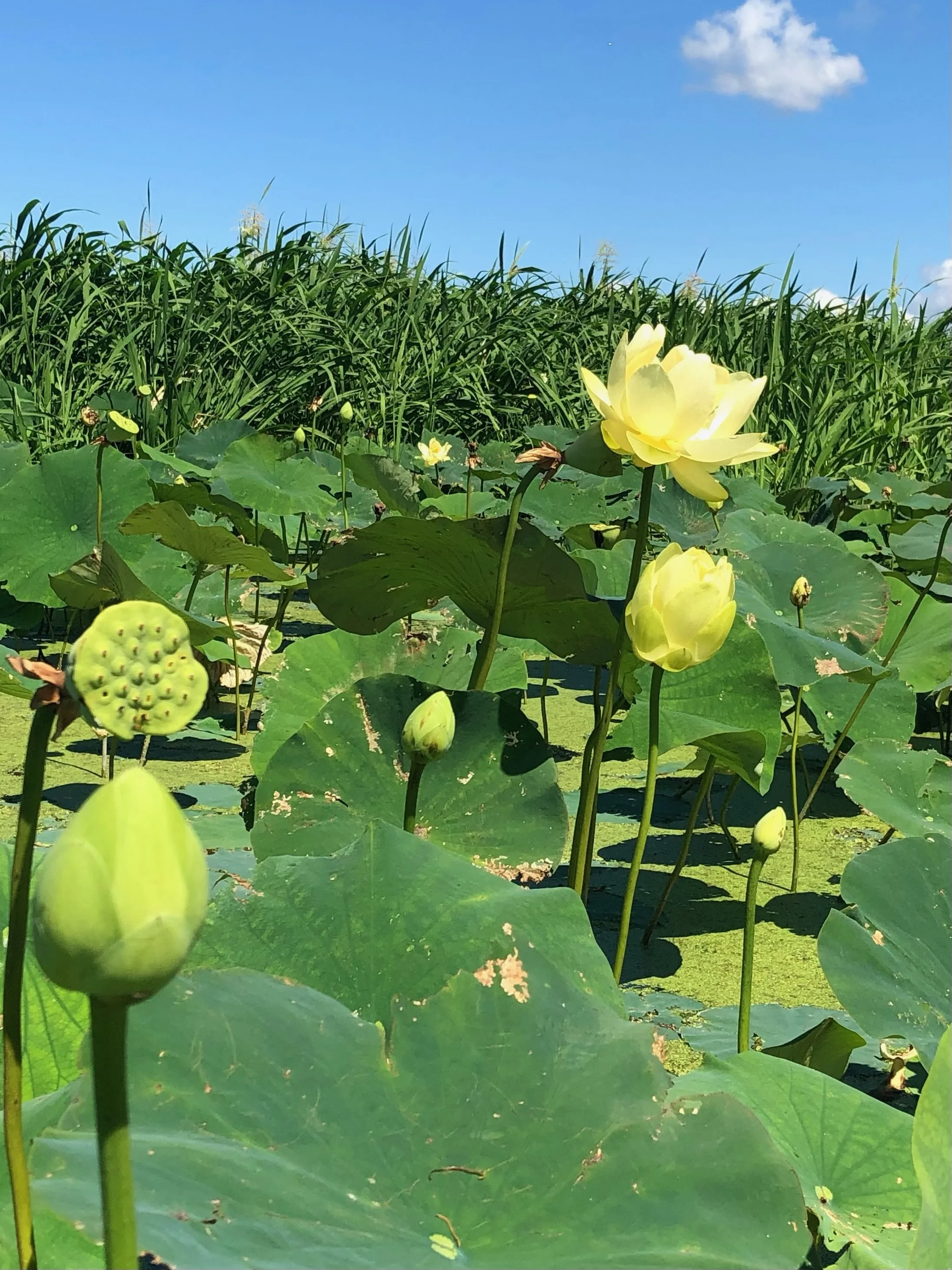 Foraging Aquatic Flora of the Mississippi, with Nicholas WazeeGale