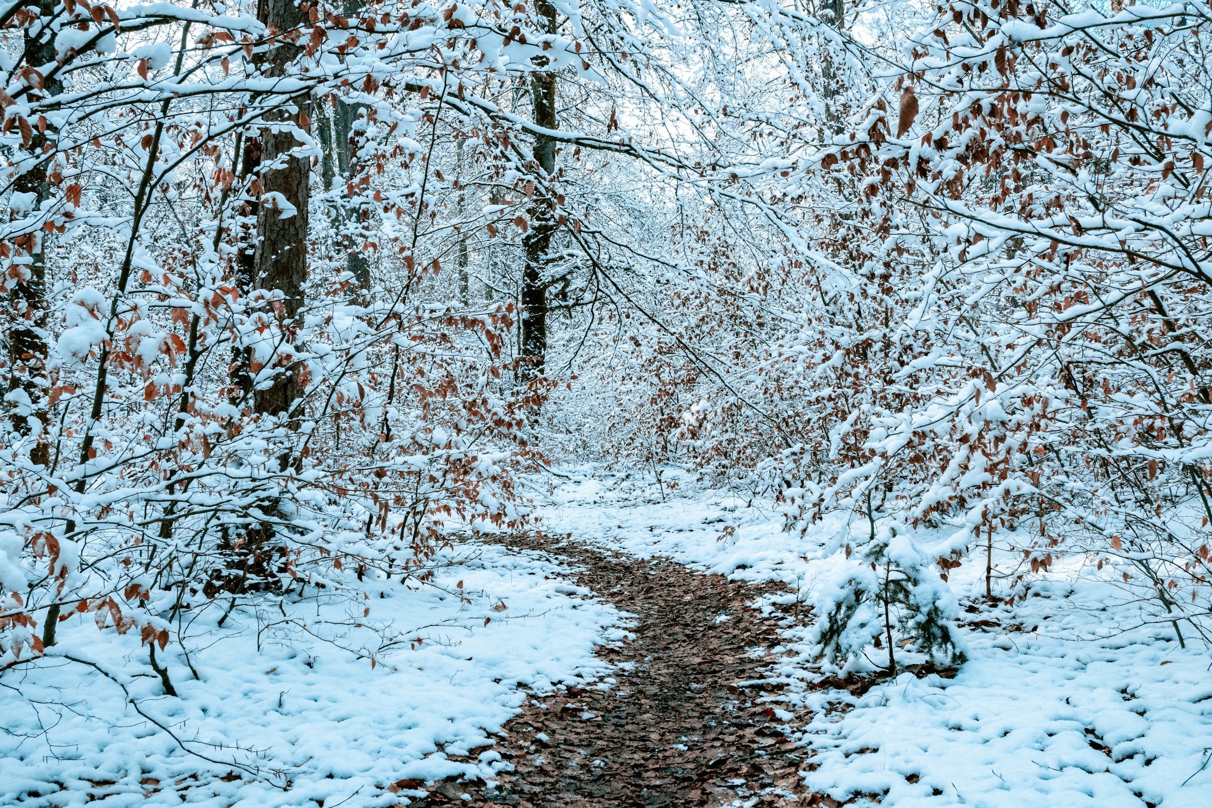 Reading the Winter Woods, with Nicholas WazeeGale