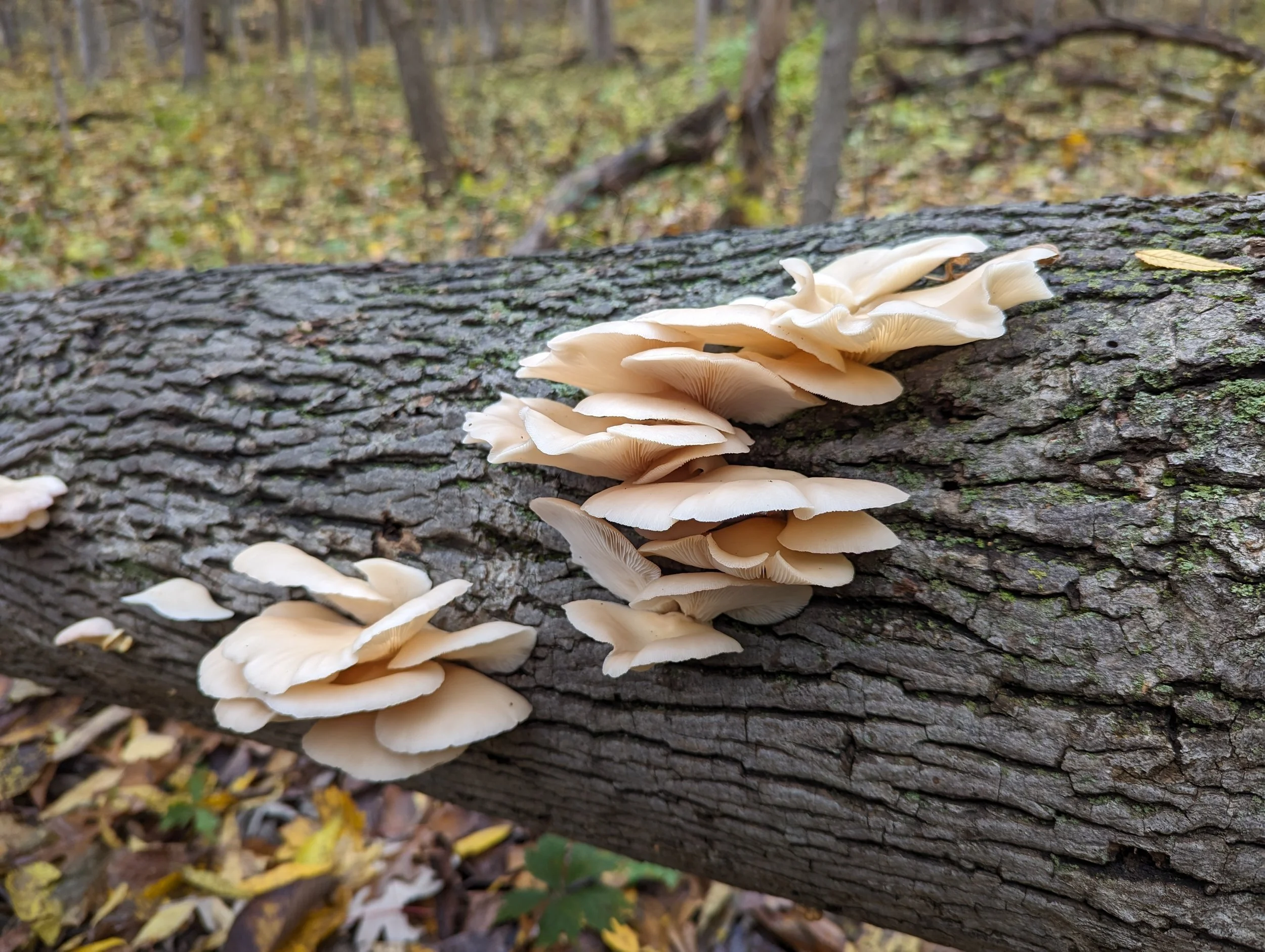 Office Hours: Mushroom Foraging, with Andi Reisdorf (Virtual)