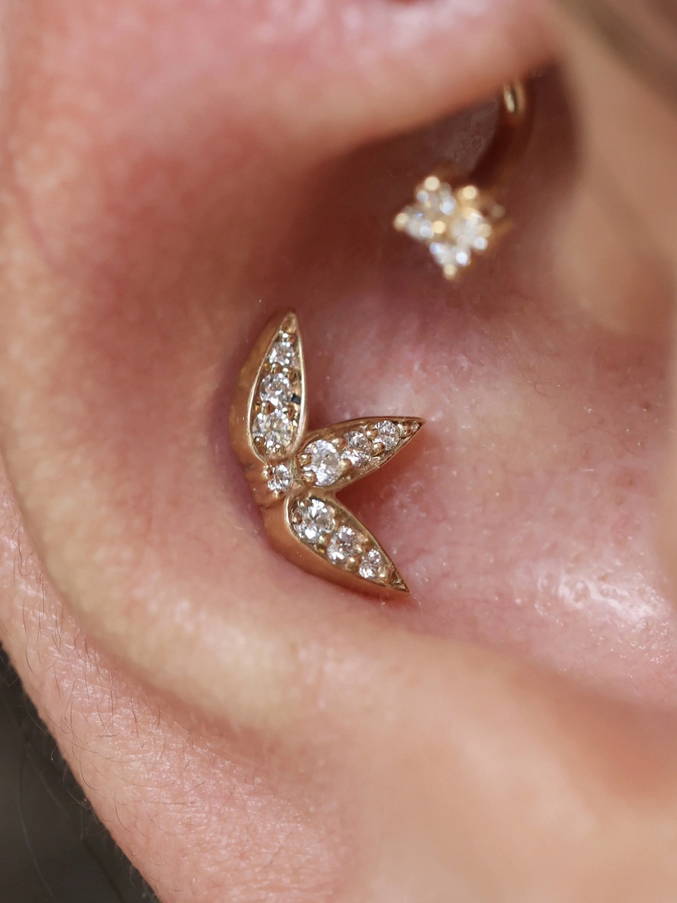 Karol conch closeup.jpg