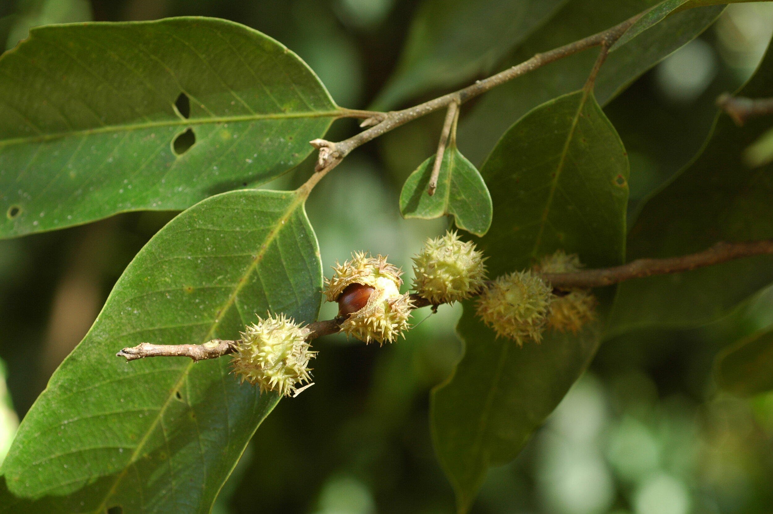      

 
   FAGACEAE  Gor   ก่อ   Castanopsis 
 






















    &nbsp;    










































  

    
  
     

      

      
         
          
        
        

        
          
            
           
   