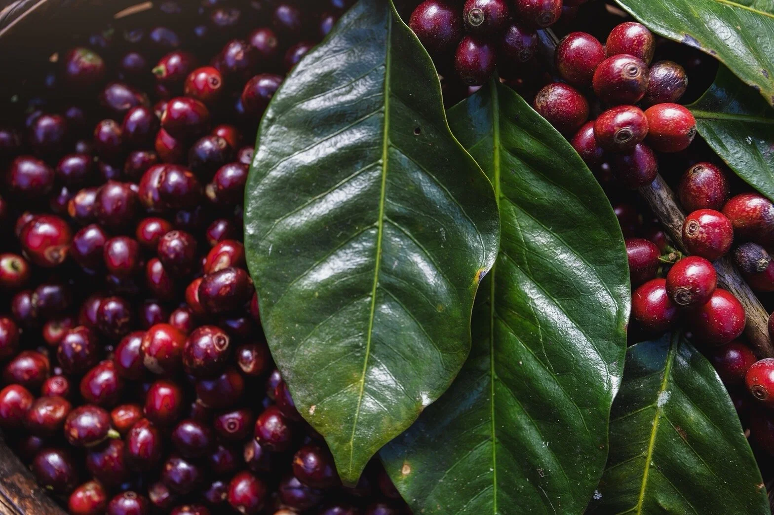 Coffee Harvesting and Degustation