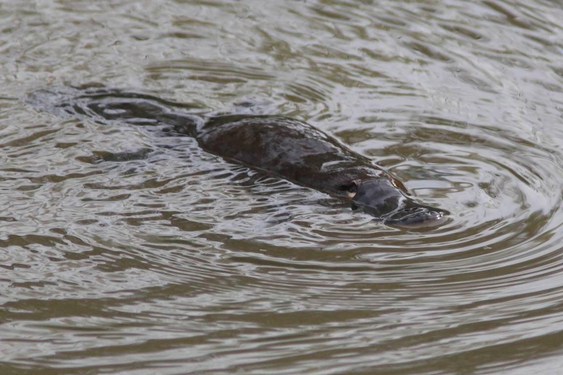 Platypus Balala 28.03.14 Johan Boschoff..jpg