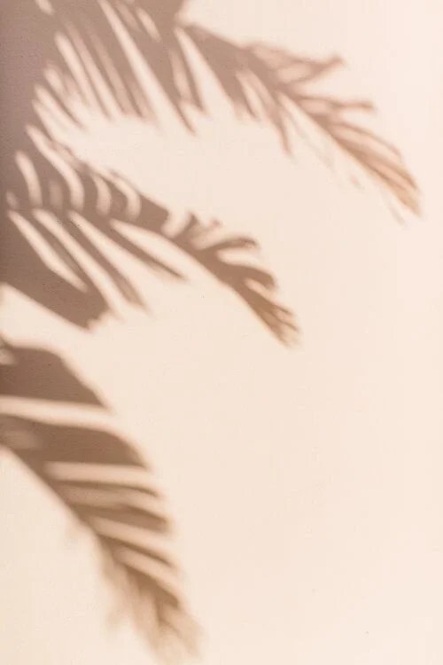 Culture Fox Palm