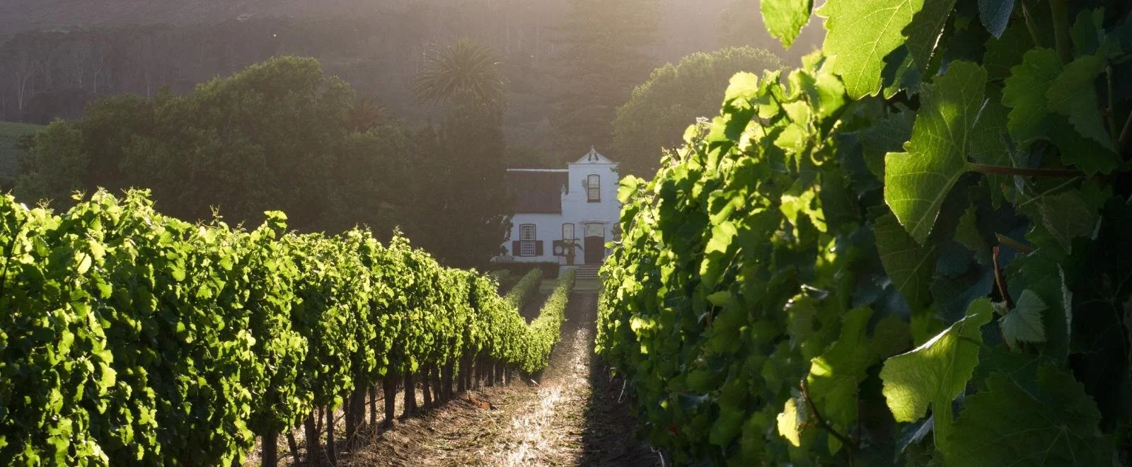Luxury Wine Trails South Africa - Culture Fox