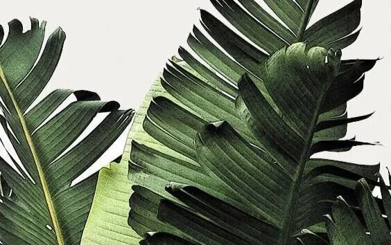 Flamingo Lounge Sydney - Culture Fox