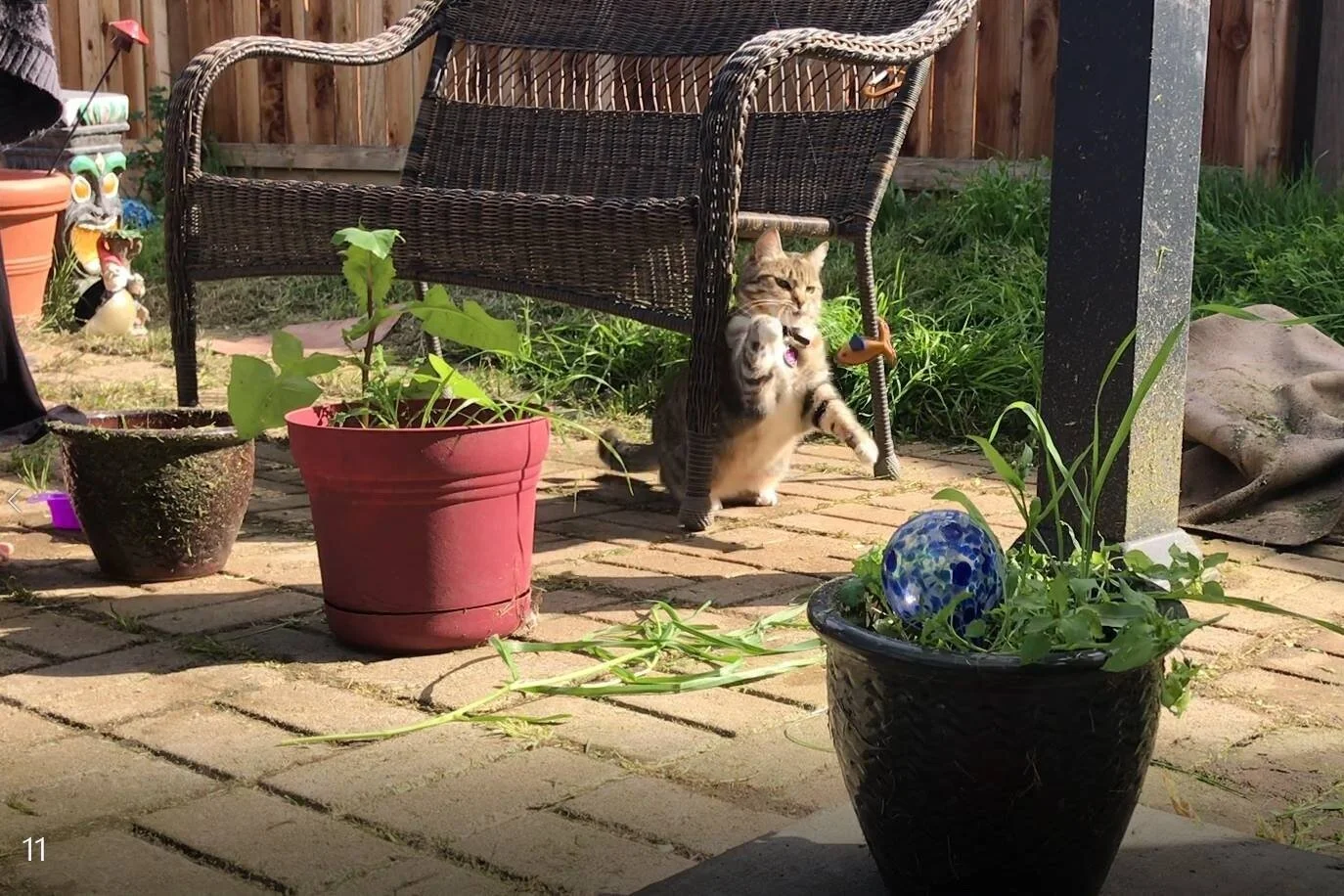 Catnip Buggers - Jamie Davis Creations