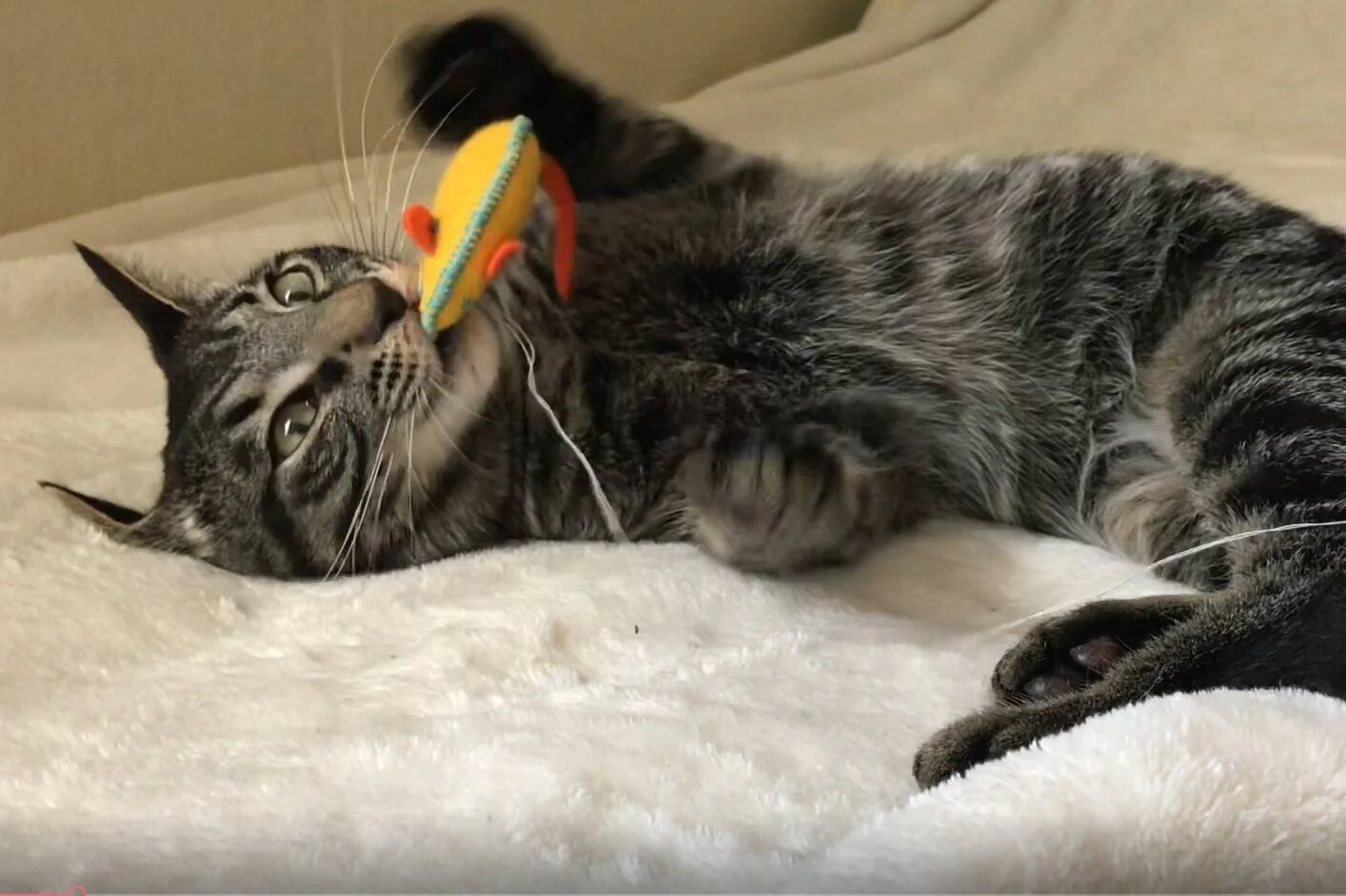 Catnip Buggers - Jamie Davis Creations