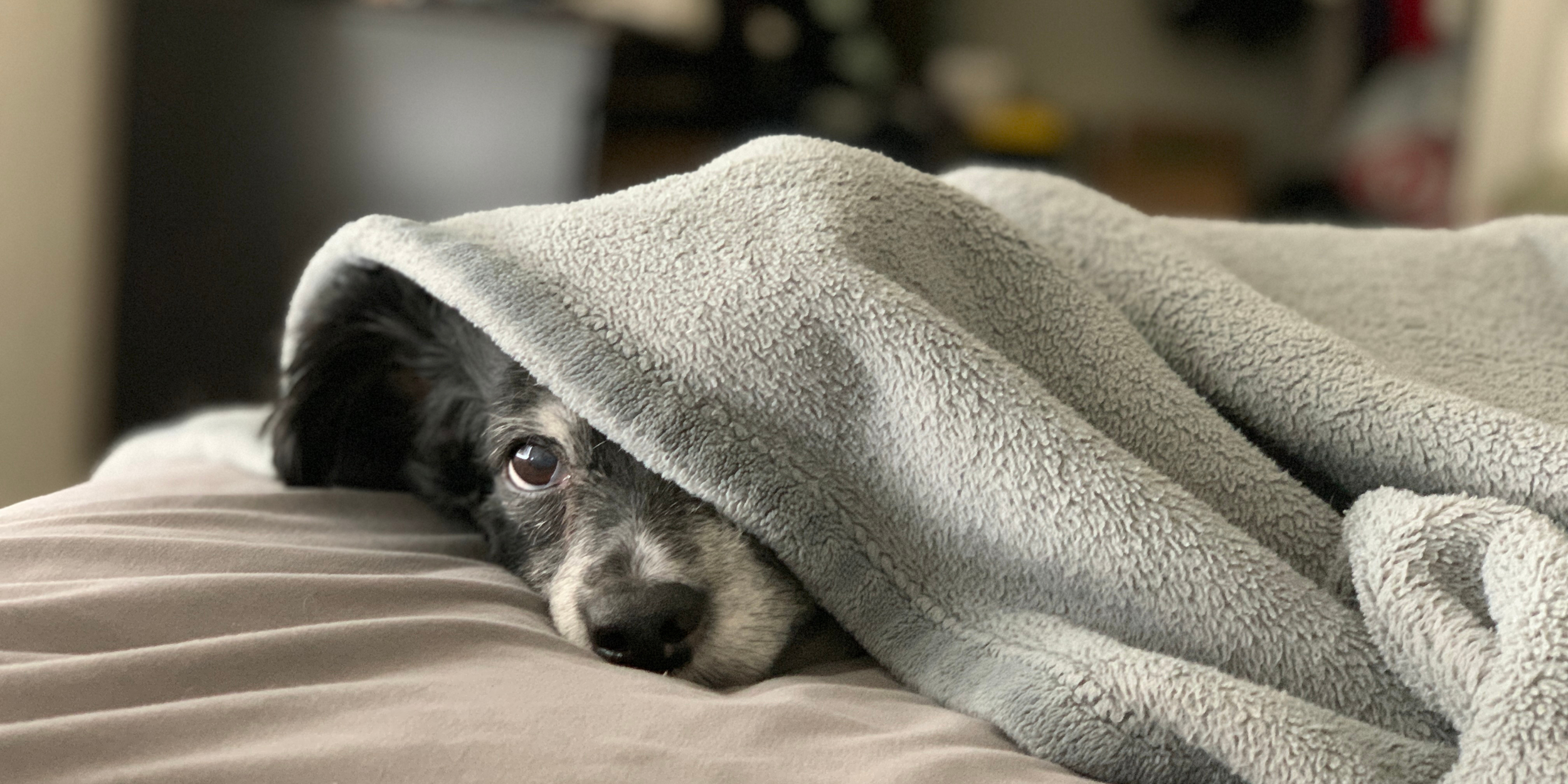 My 16th Year As a First-Time Dog Owner