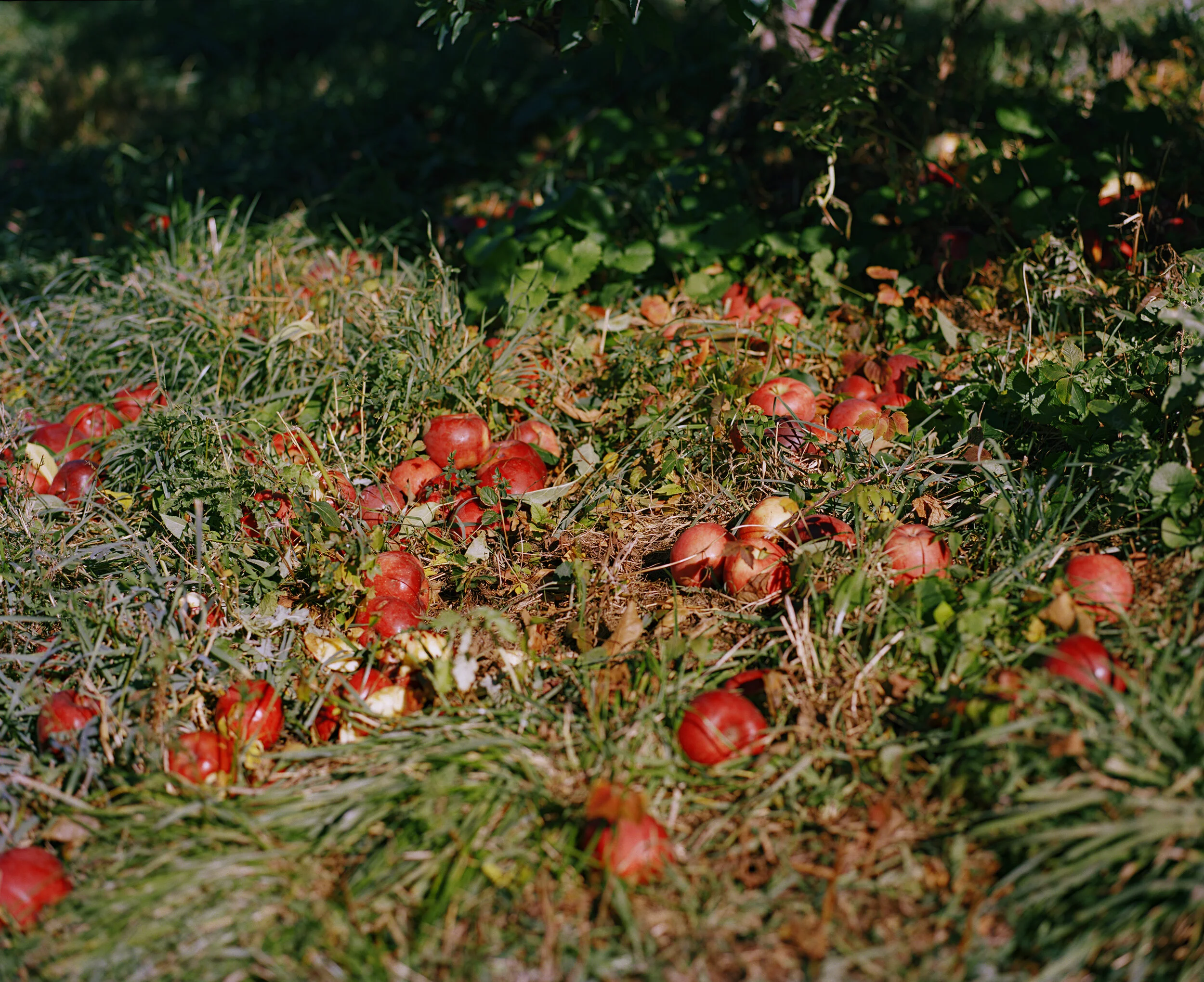 applepic3 001 2s.jpg