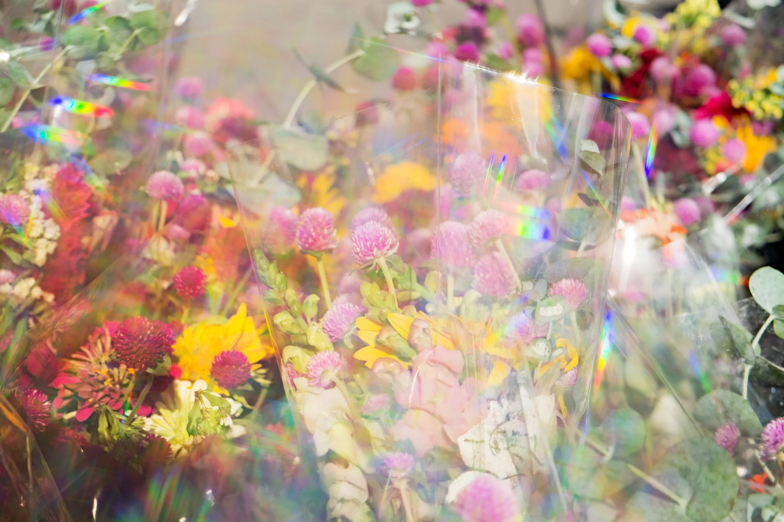 prblurry flowers.jpg