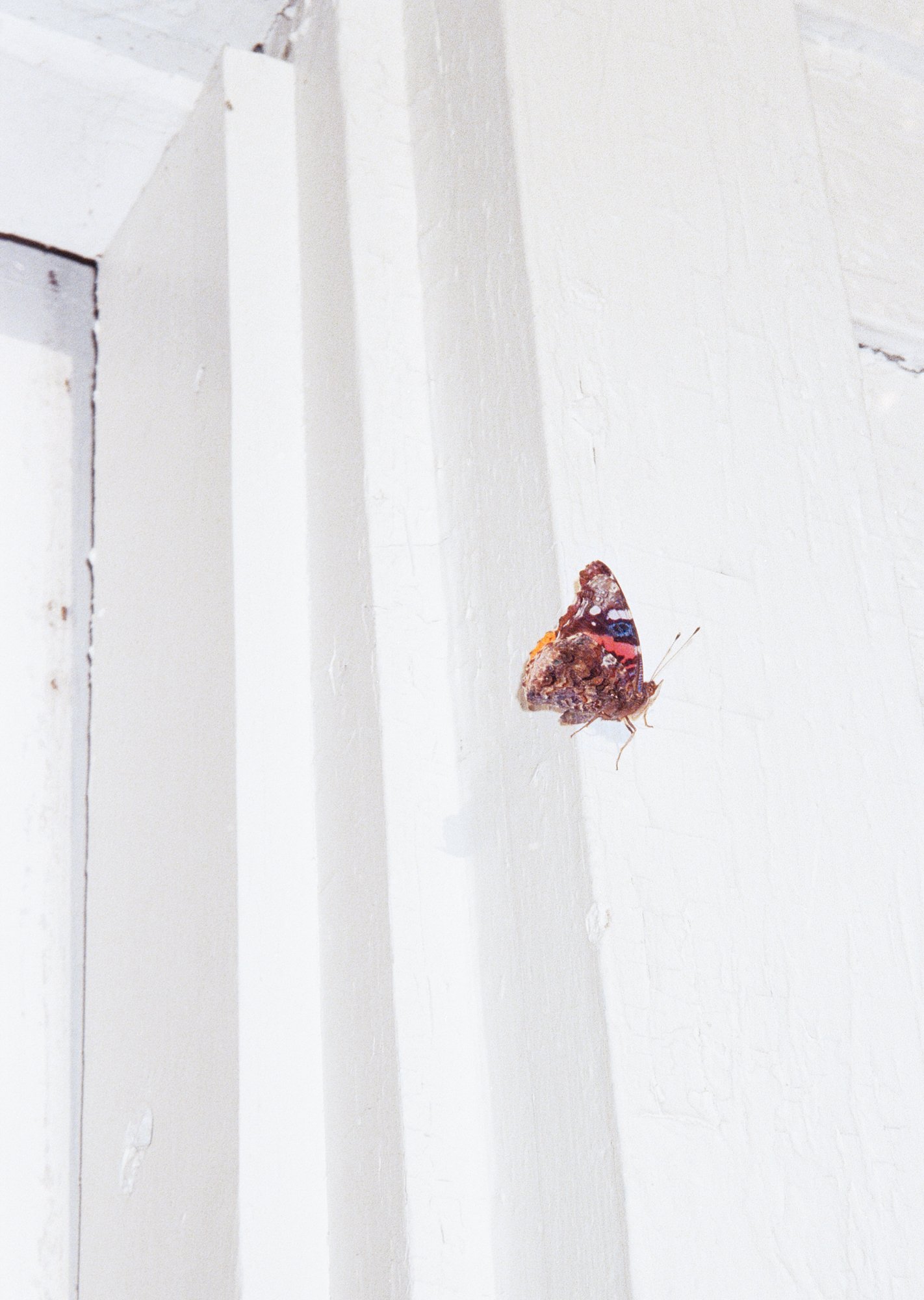 Butterfly, 2025,.jpg