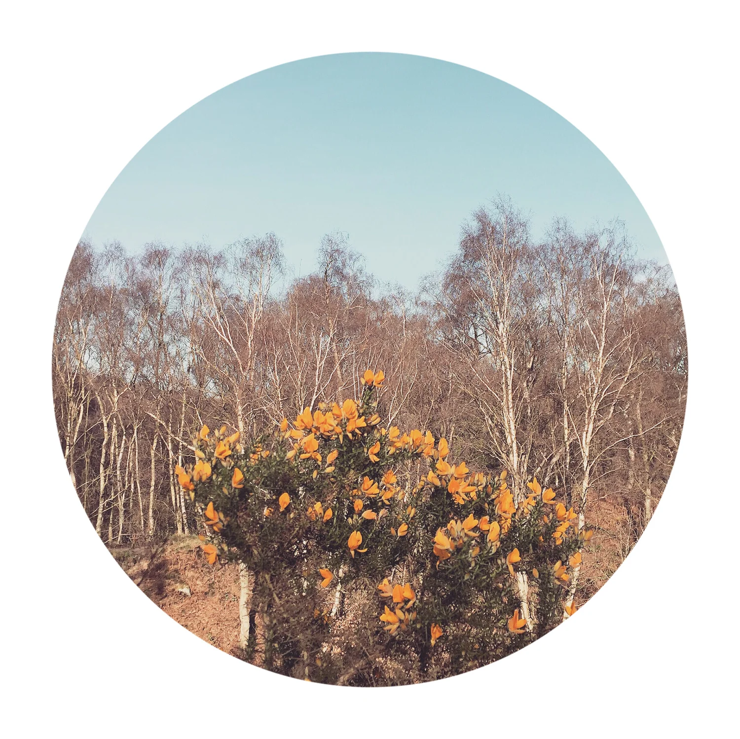 ABOUT — PHOTO-CANOPY