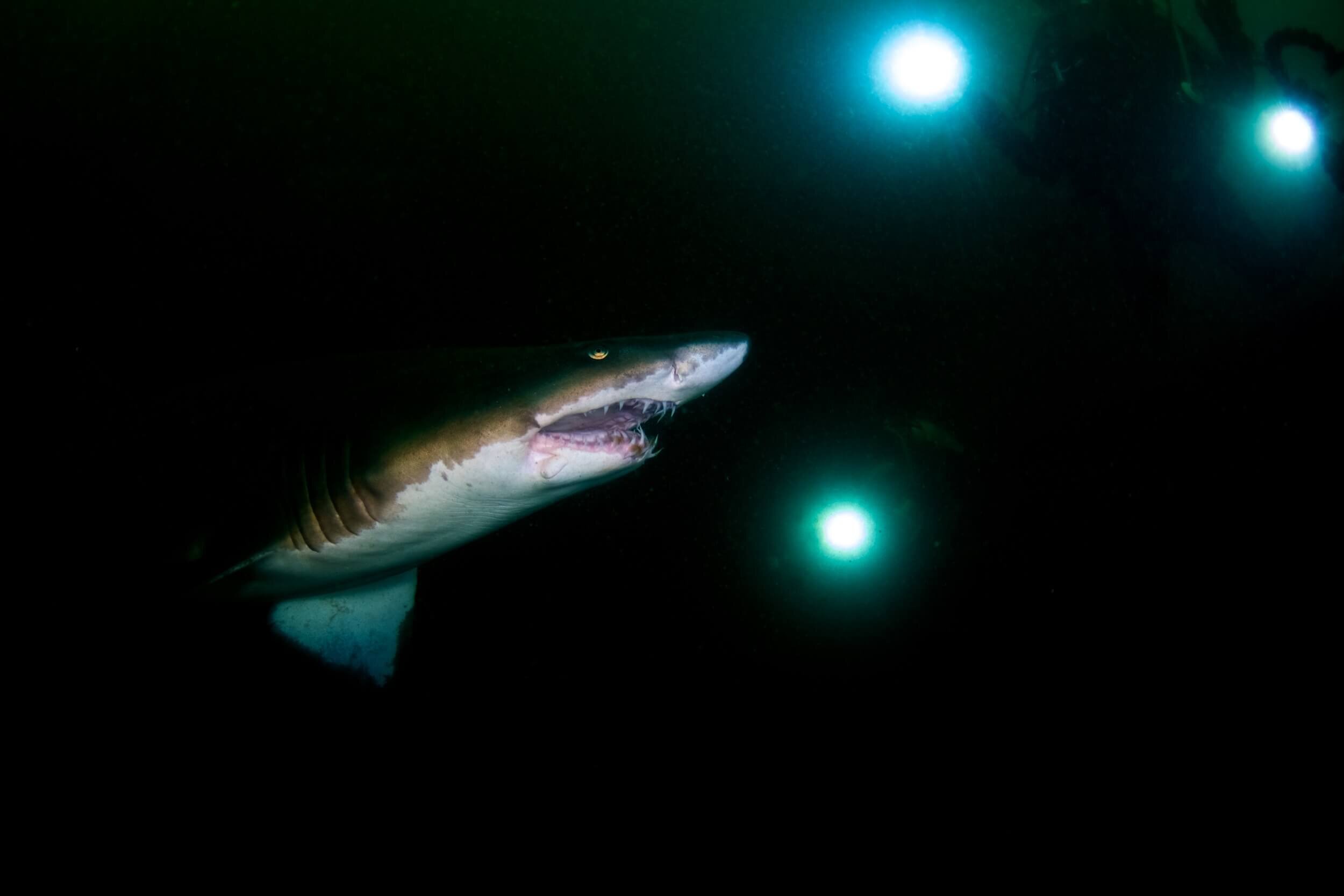 Las intensas luces y sombras de esta imagen son dignas del mejor Caravaggio. Tiburón tigre de arena ( Carcharias taurus ) en el  “Cementerio del Atlántico”, en Carolina del Norte.  