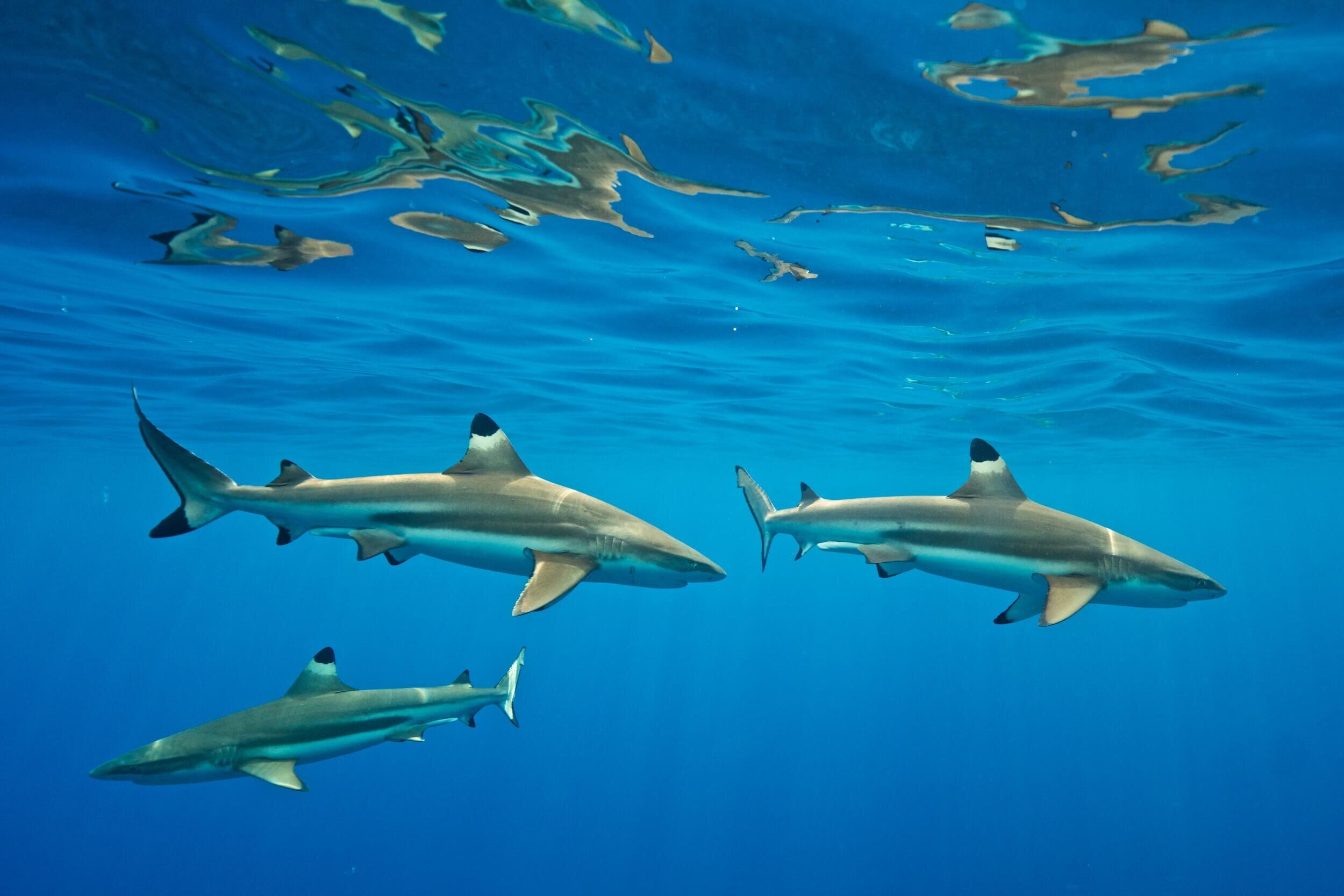  Tiburones Puntas Negras de Arrecife ( Carcharhinus melanopterus ) en las aguas cristalinas del Océano Pacífico.  Mo’Orea, Polinesia.  