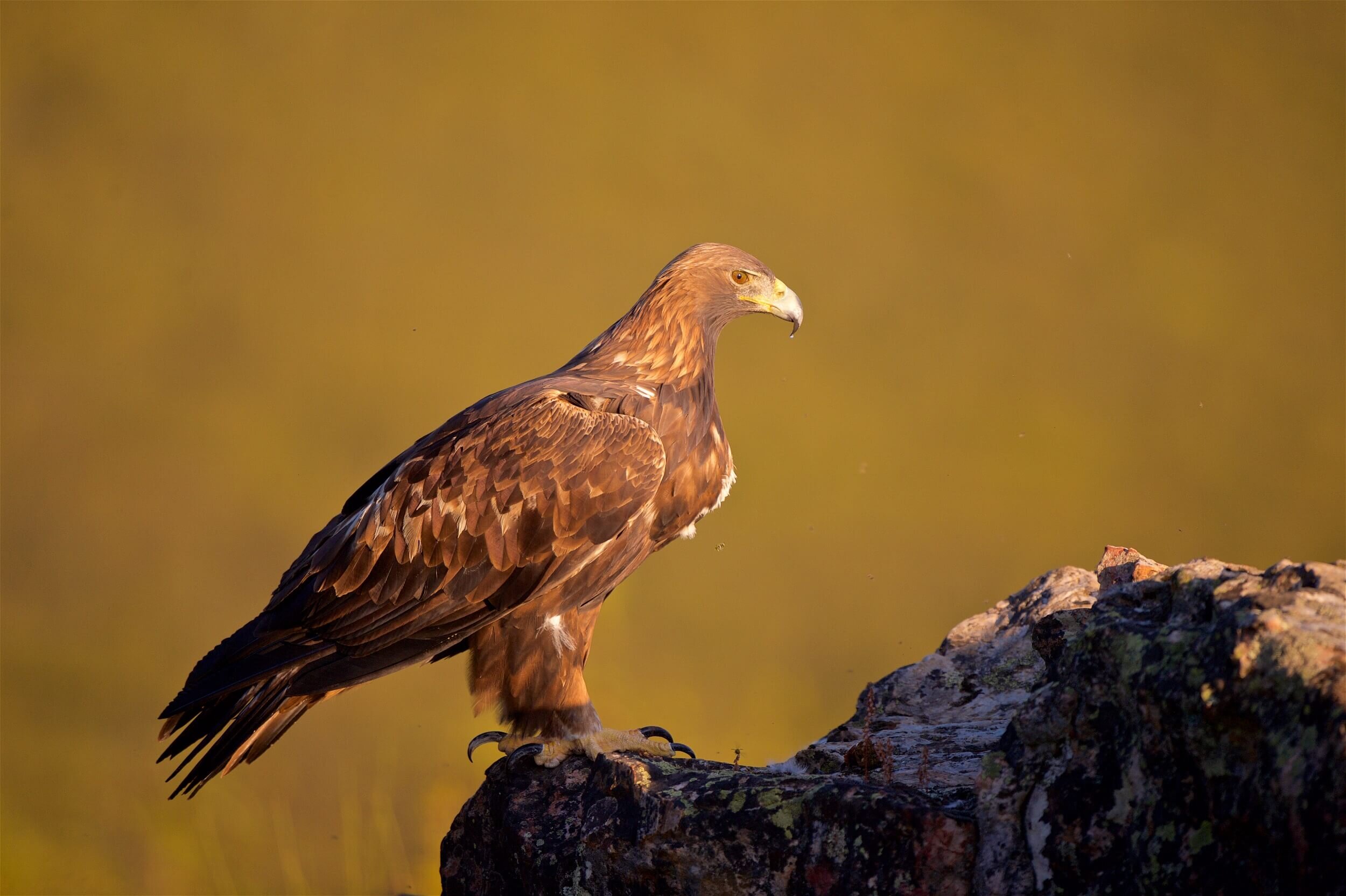  La siempre imponente figura de un águila real adulta ( Aquila chrysaetos ), con las primeras luces del amanecer.  Sierra de San Pedro.  