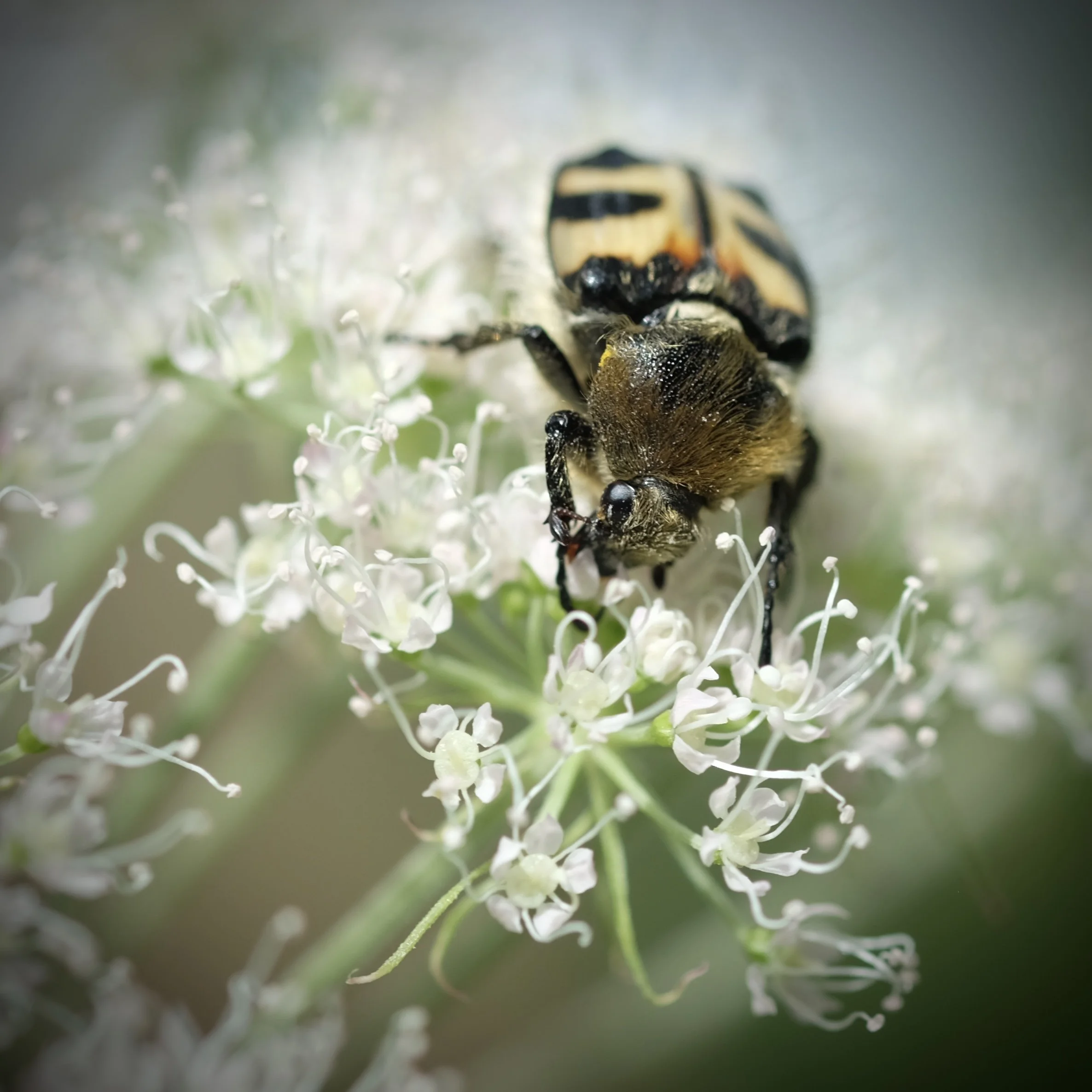 Skoler og Ut å telle insekter — Grønt Flagg